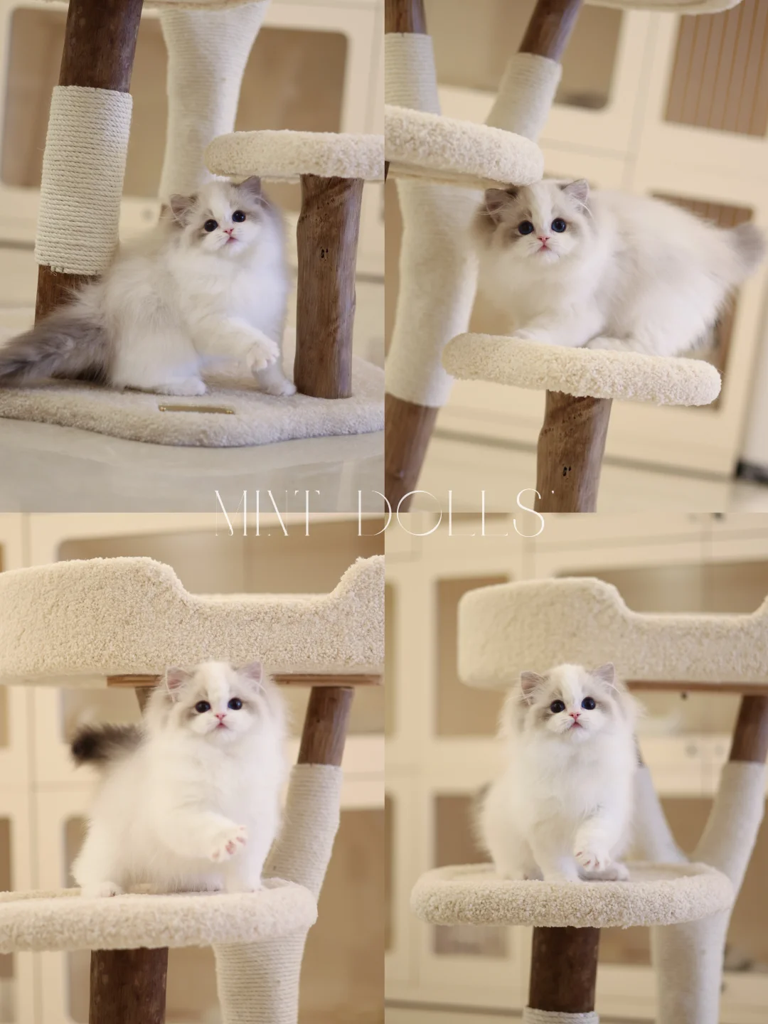 小茂密 小茂密 我的小茂密🐱