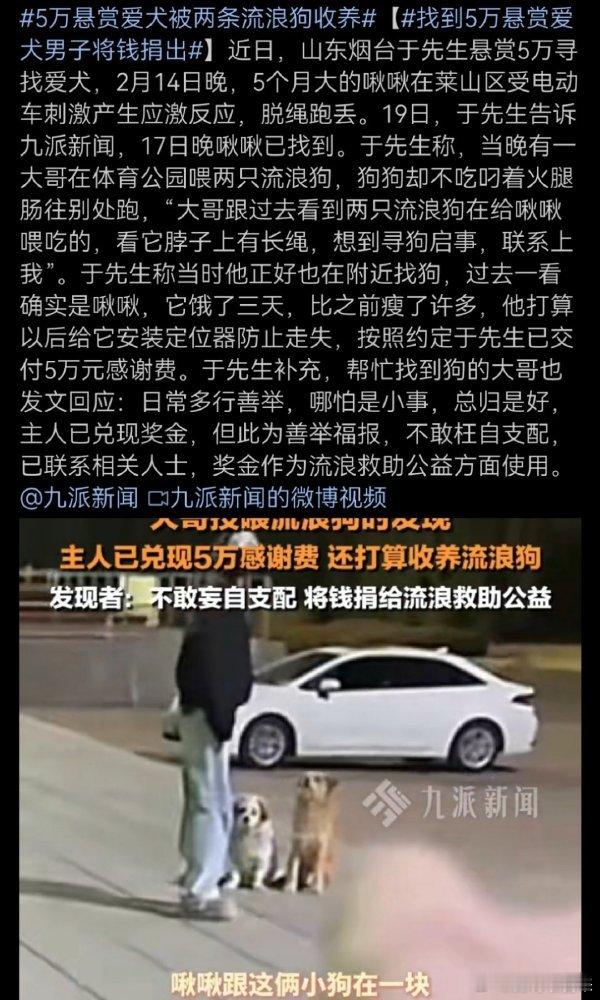 5万悬赏爱犬被两条流浪狗收养  这是一条暖心新闻，无论人还是狗都有情有义。流浪狗