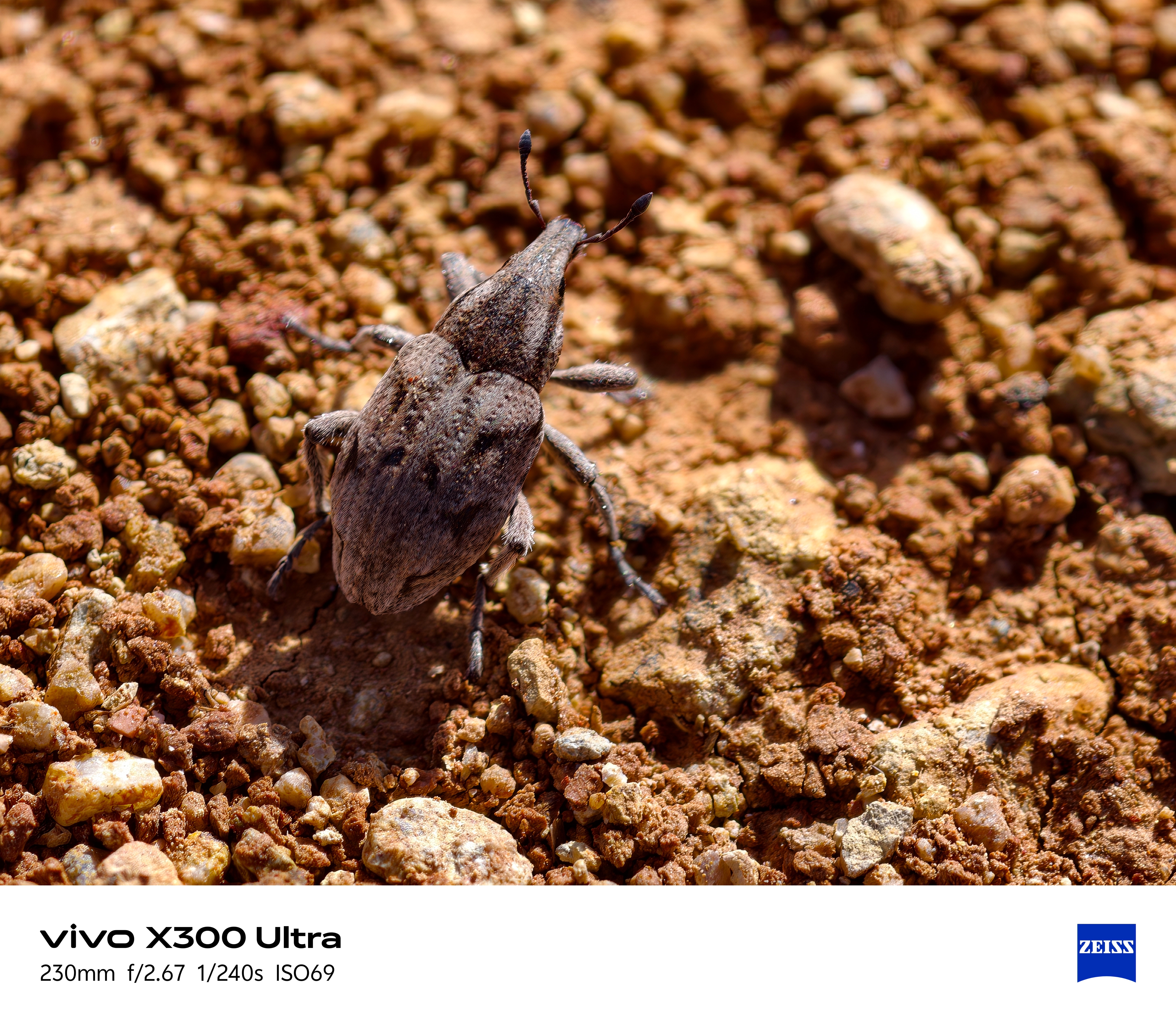 vivo X300 Ultra 随手拍，美丽 