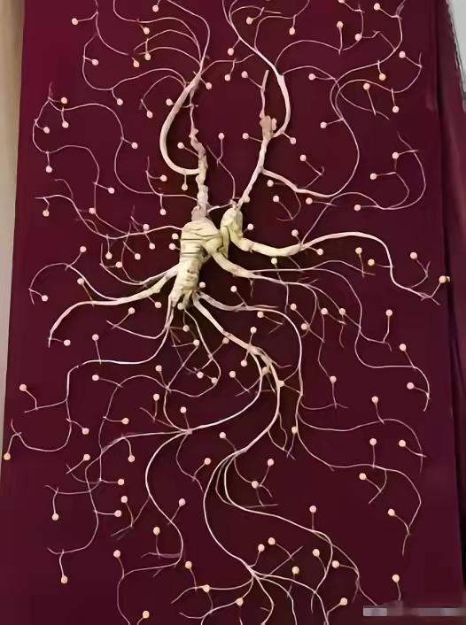 1981年，一颗重量超过七两，价值超过200万的野生老山参在东北被挖出，而且开挖