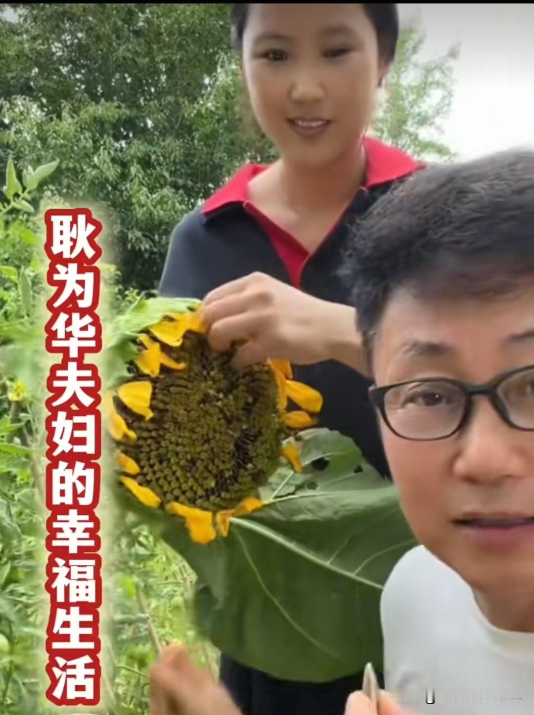 耿为华的妻子在小菜园里给老公摘黄瓜和茄子生吃，耿老师这小菜园品种真多，竟然还有向