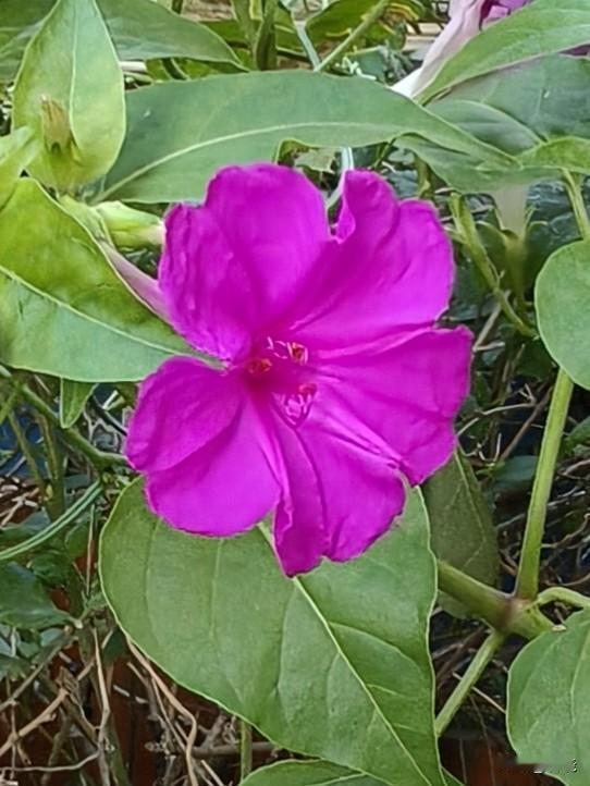 ＃紫茉莉＃
小区院子里的紫茉莉迎来了盛开时节，那色彩艳丽的紫红色花朵，显得格外热