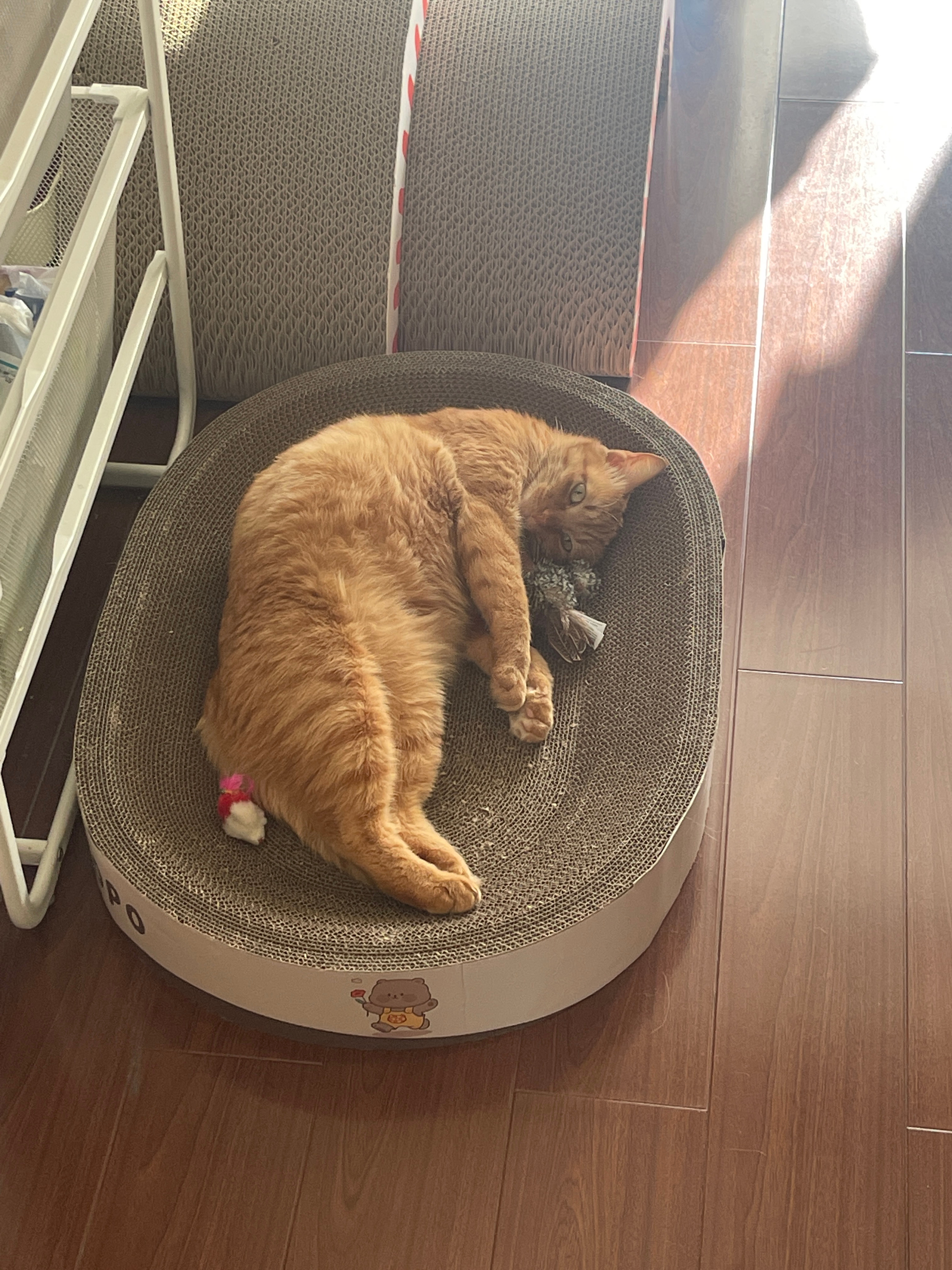 小碗一看就是香香软软聪聪明明的小女猫小碗今天还学会了吃鸡脖子[打call] 
