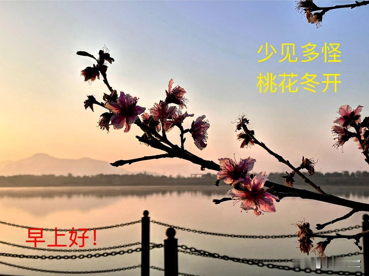 分享一张随手拍的花