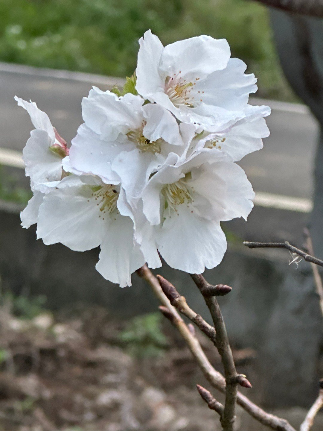 早安早安心语 早安美好的一天开始欢喜是活力之源。它带来生命的跃动，突破困难的障碍