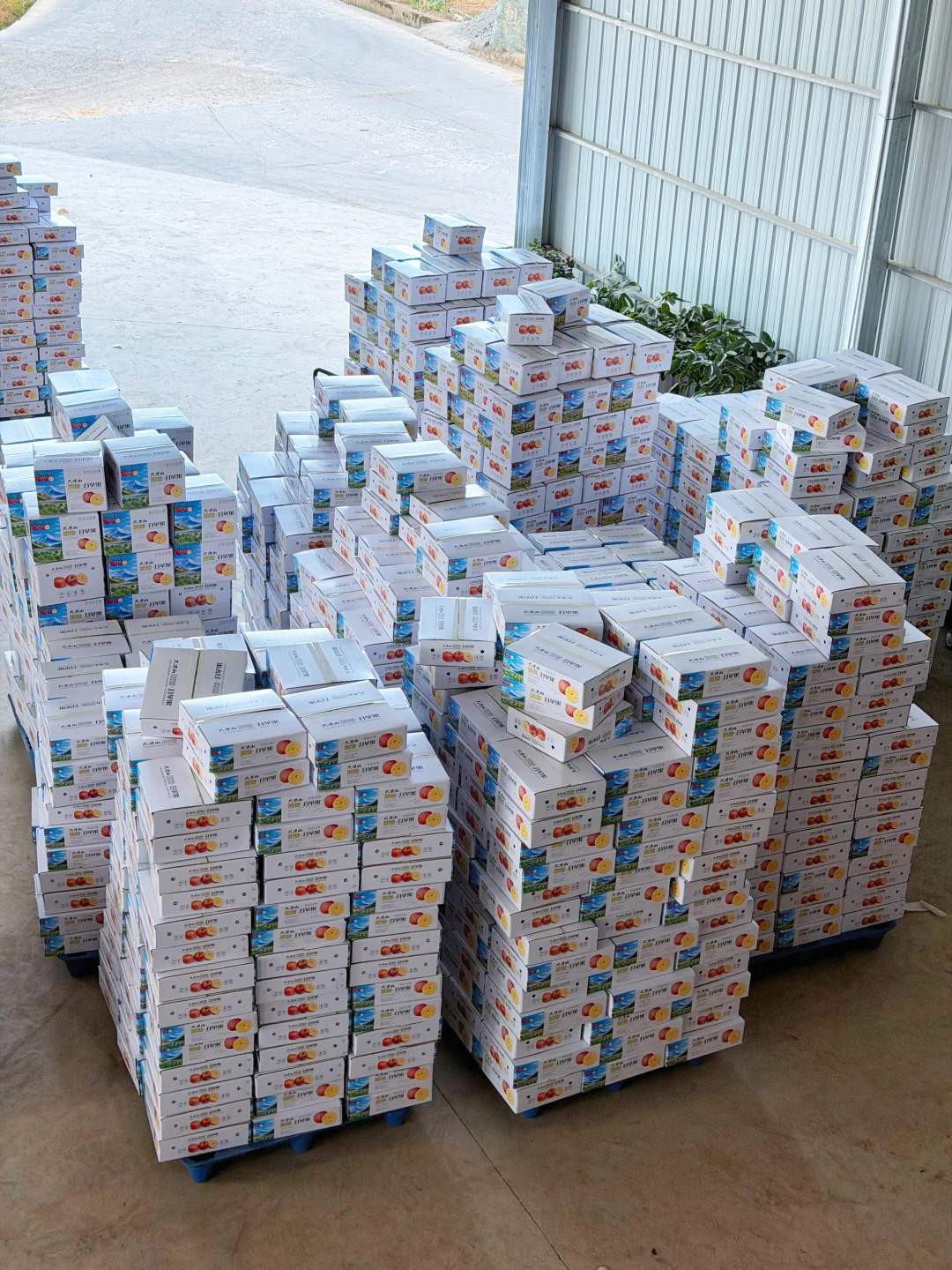 老顾客开始囤货了，糖心苹果最后5天发货了