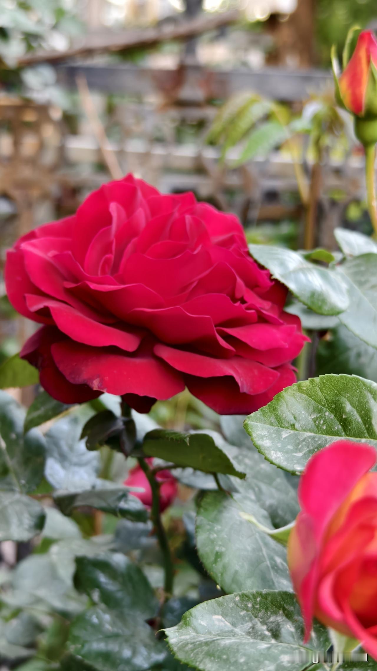 北京月季花开了。
时值暮春春天的花陆续开过，月季又接续而来。
月季是北京市花，每