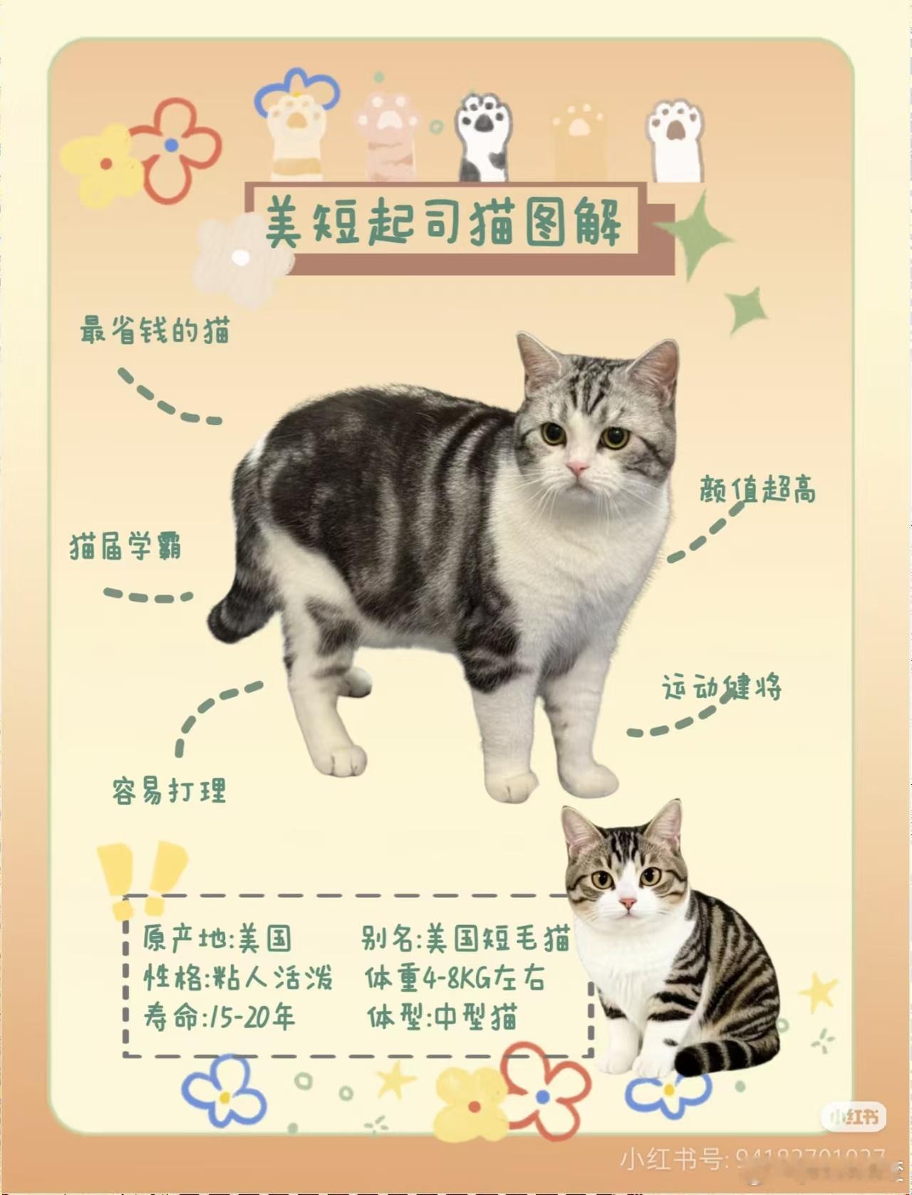 昨天买的猫咪🐱就和图片上一模一样！真的超级可爱！昨天晚上回来我和队友都非常想念