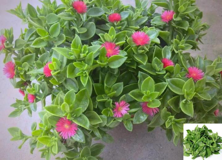 今年冬天的不同今年的冬天基本上过去了雪如果化完就会暖和起来。盖被子突然觉得热了没