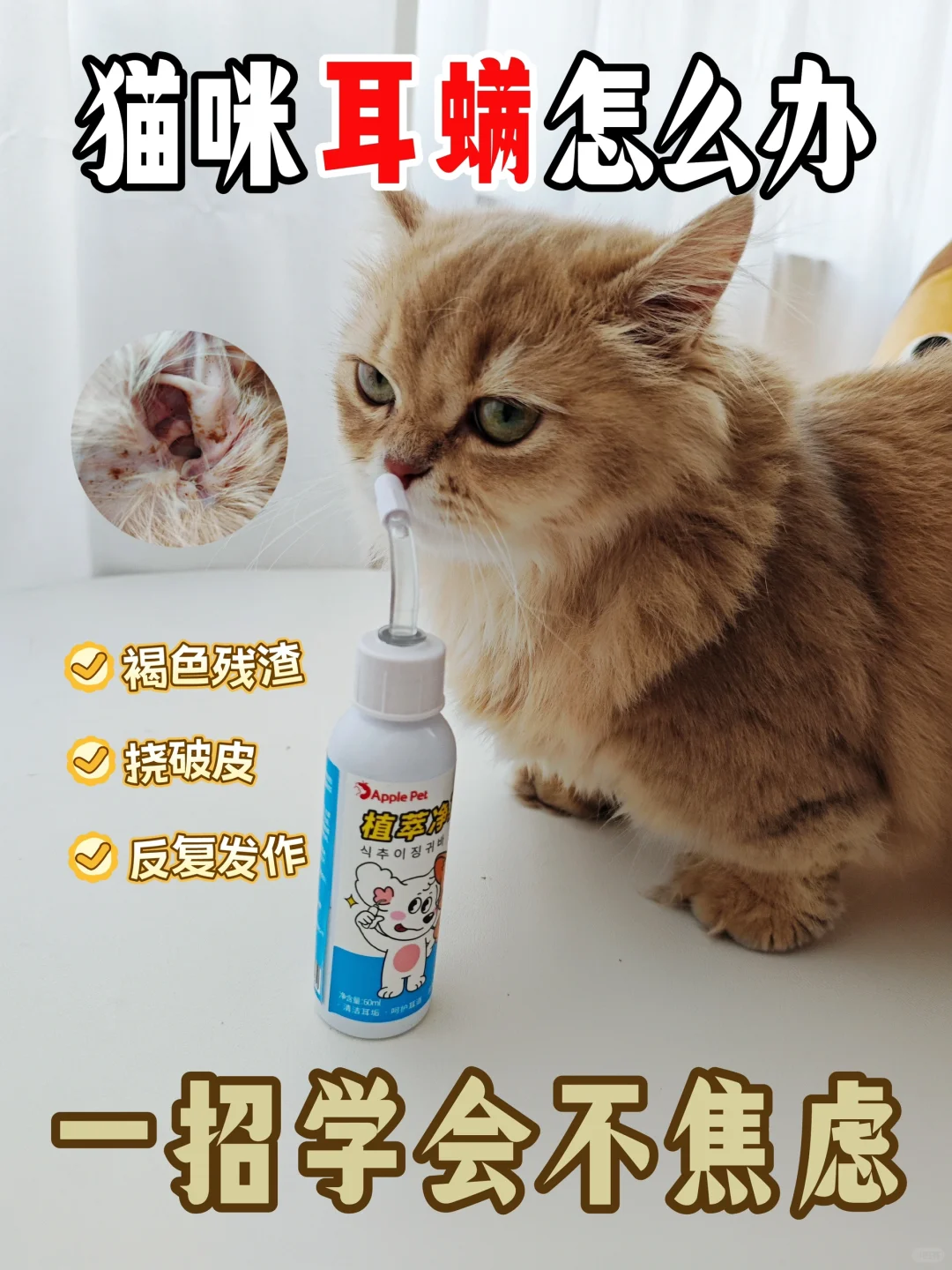 猫咪耳朵脏总是挠破怎么办？