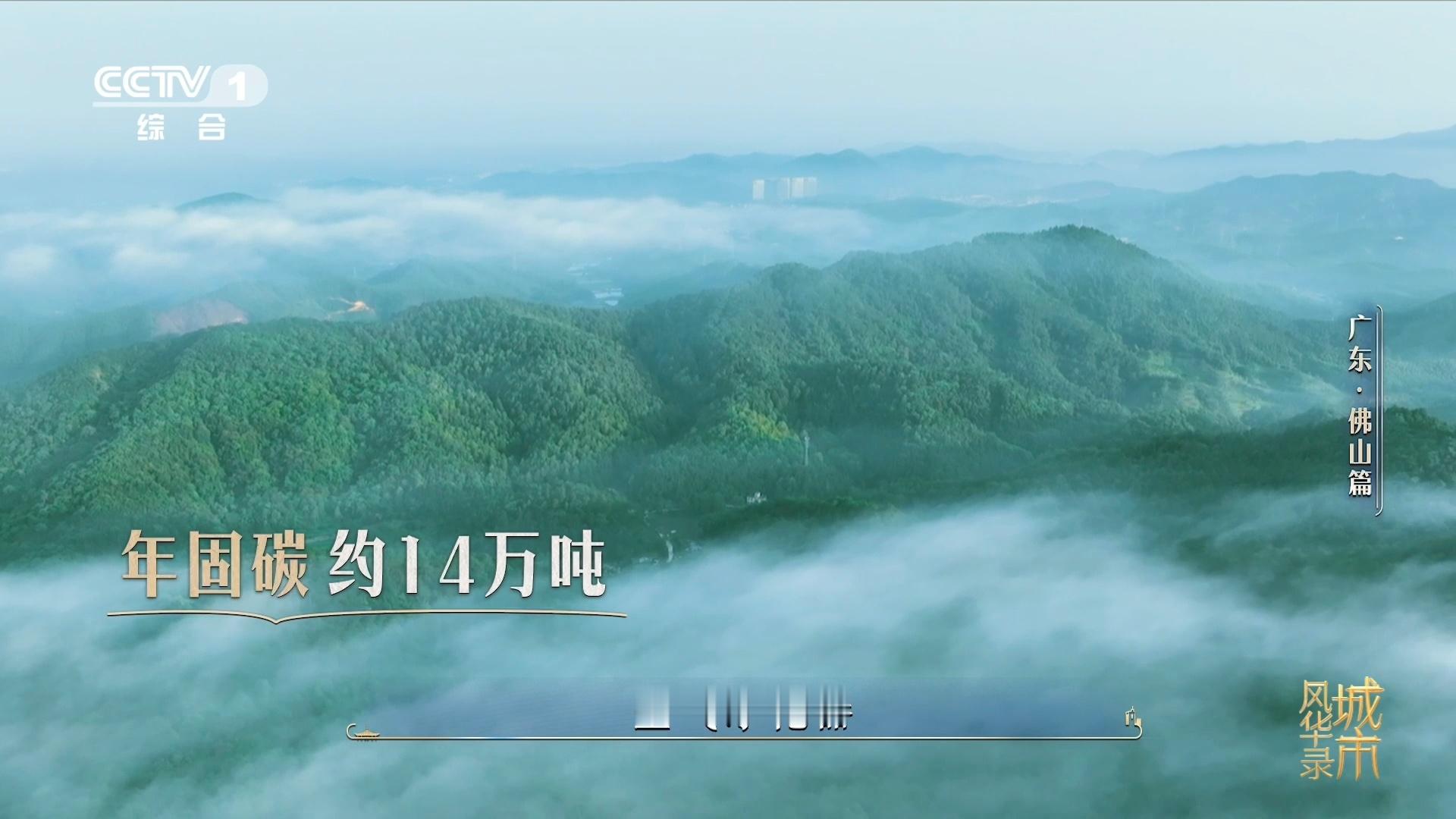 金毛狗是一种植物佛山在荒山种1000多万株树别再认错啦，金毛狗蕨是国家二级保护植