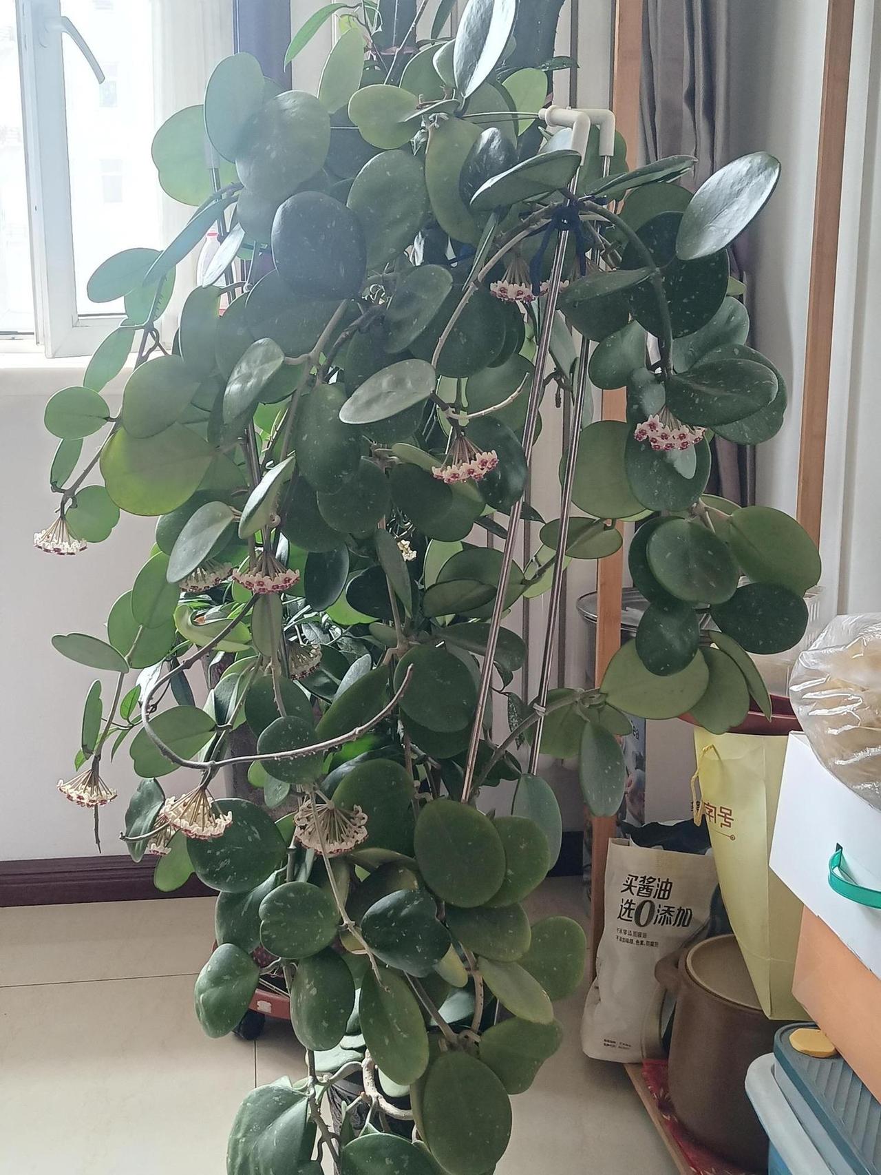 这是什么花？还挺好看。