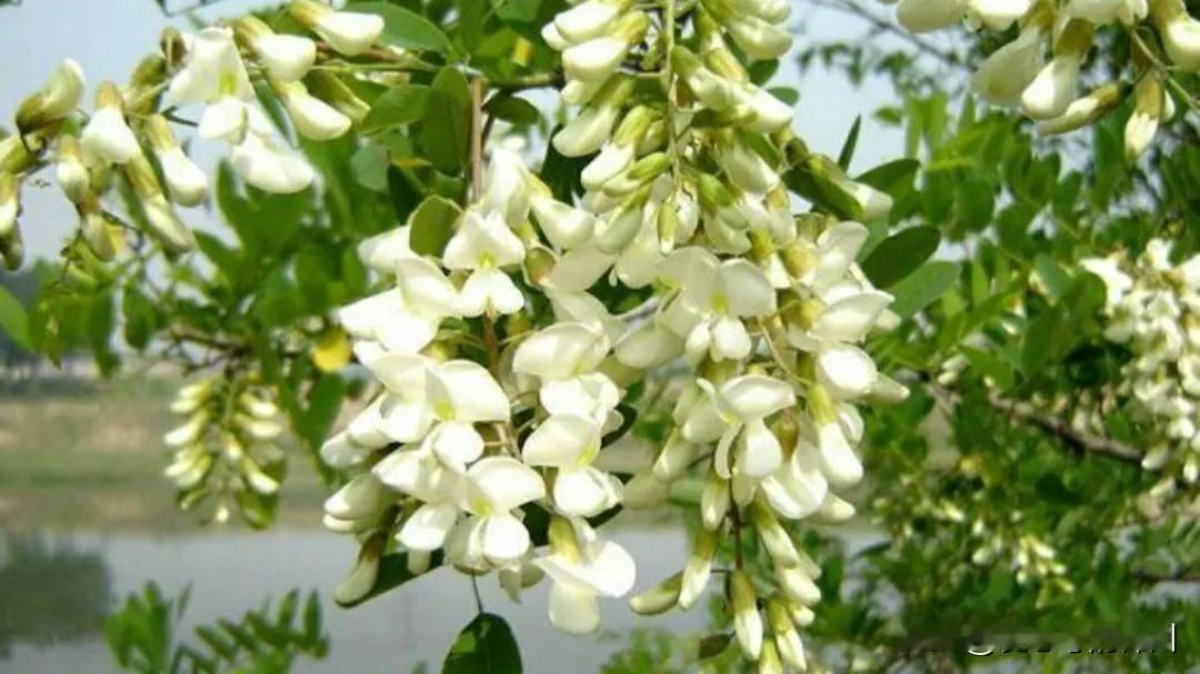 四月下旬，鲁西北的槐花开了。
 
串串洁白的槐花缀满枝头，如凝霜堆雪，幽幽的香气