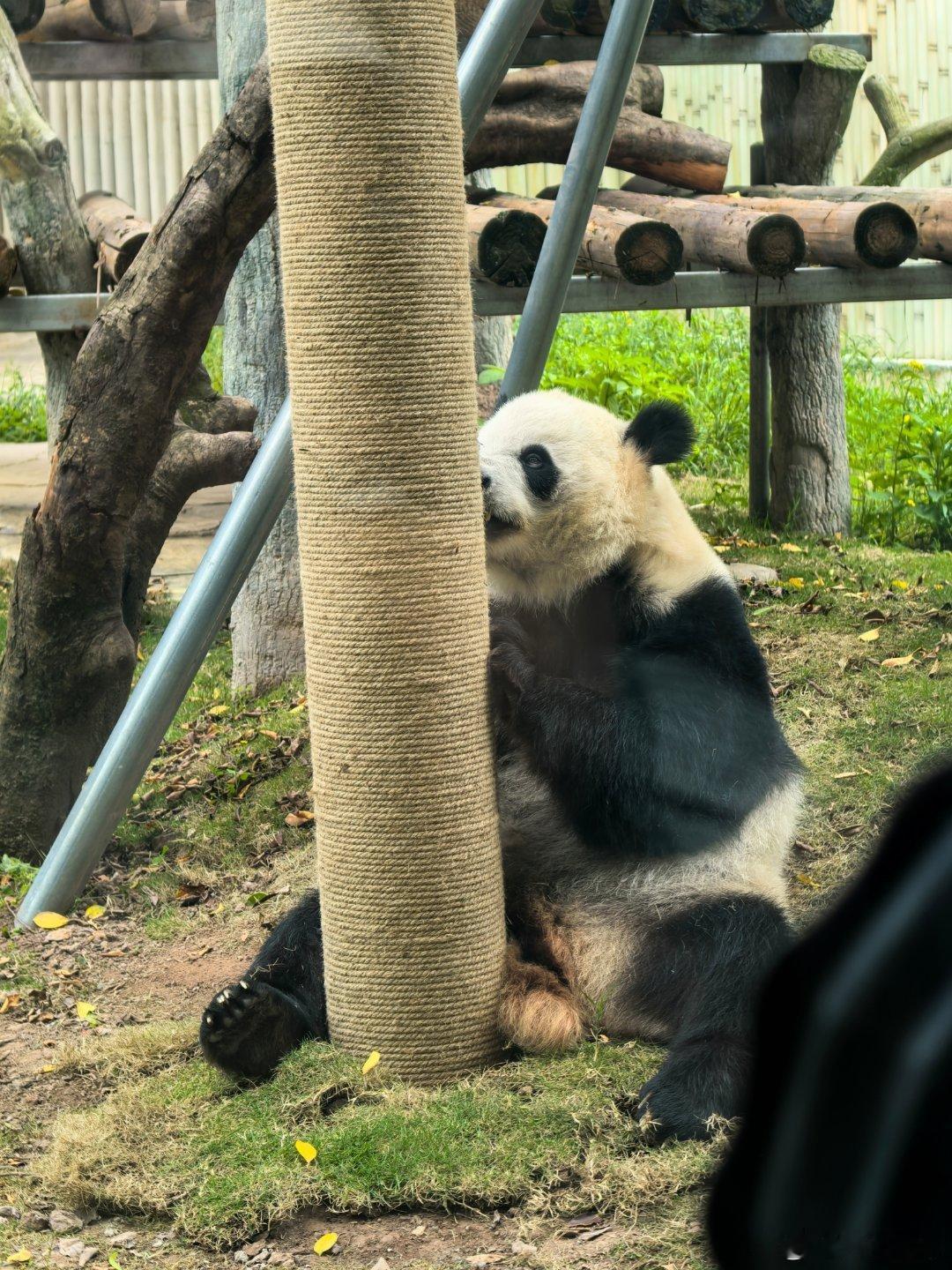 渝贝，有一段录像，熊猫一活动就世界第一萌。 