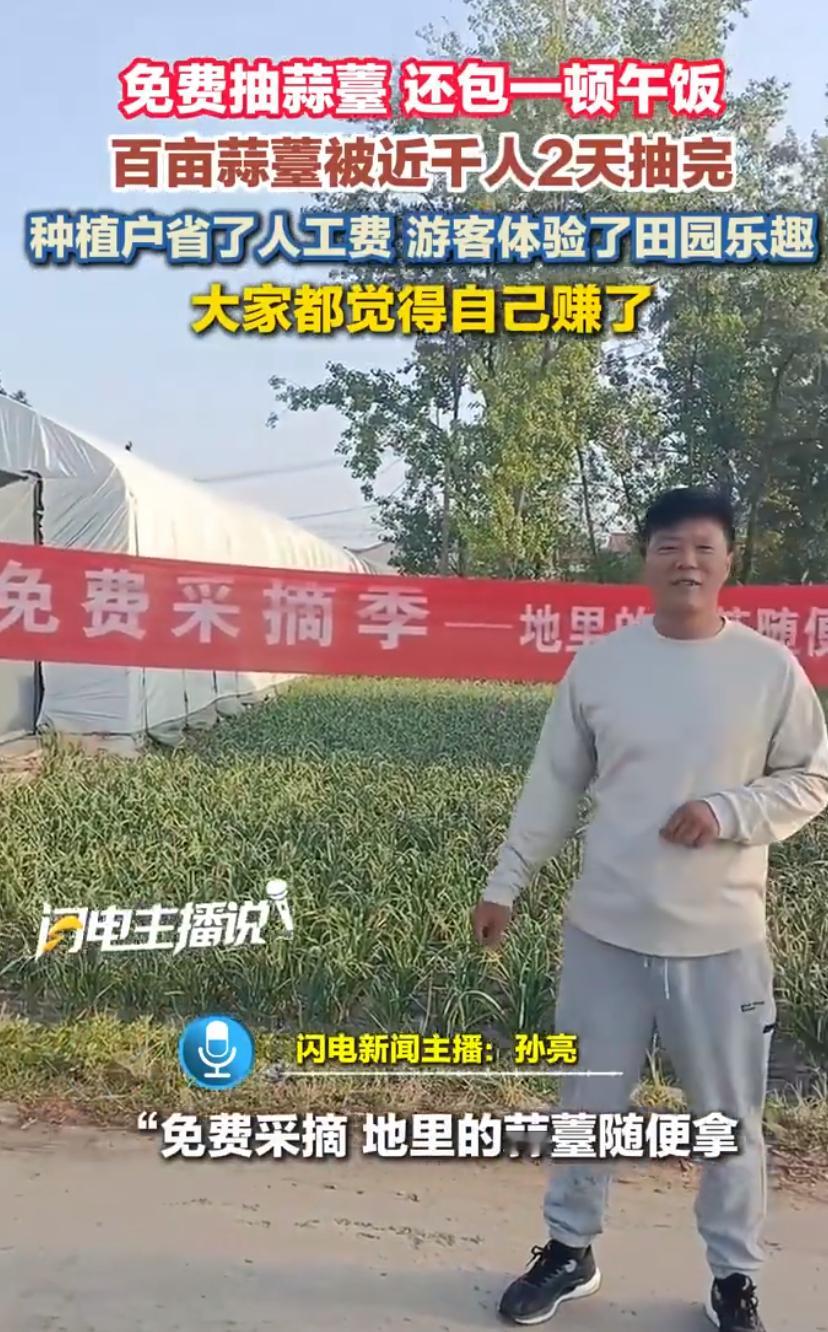 百亩蒜薹被近千人2天抽完 农业小知识：要把蒜薹抽了，才能更好地给蒜头养分不过“蒜