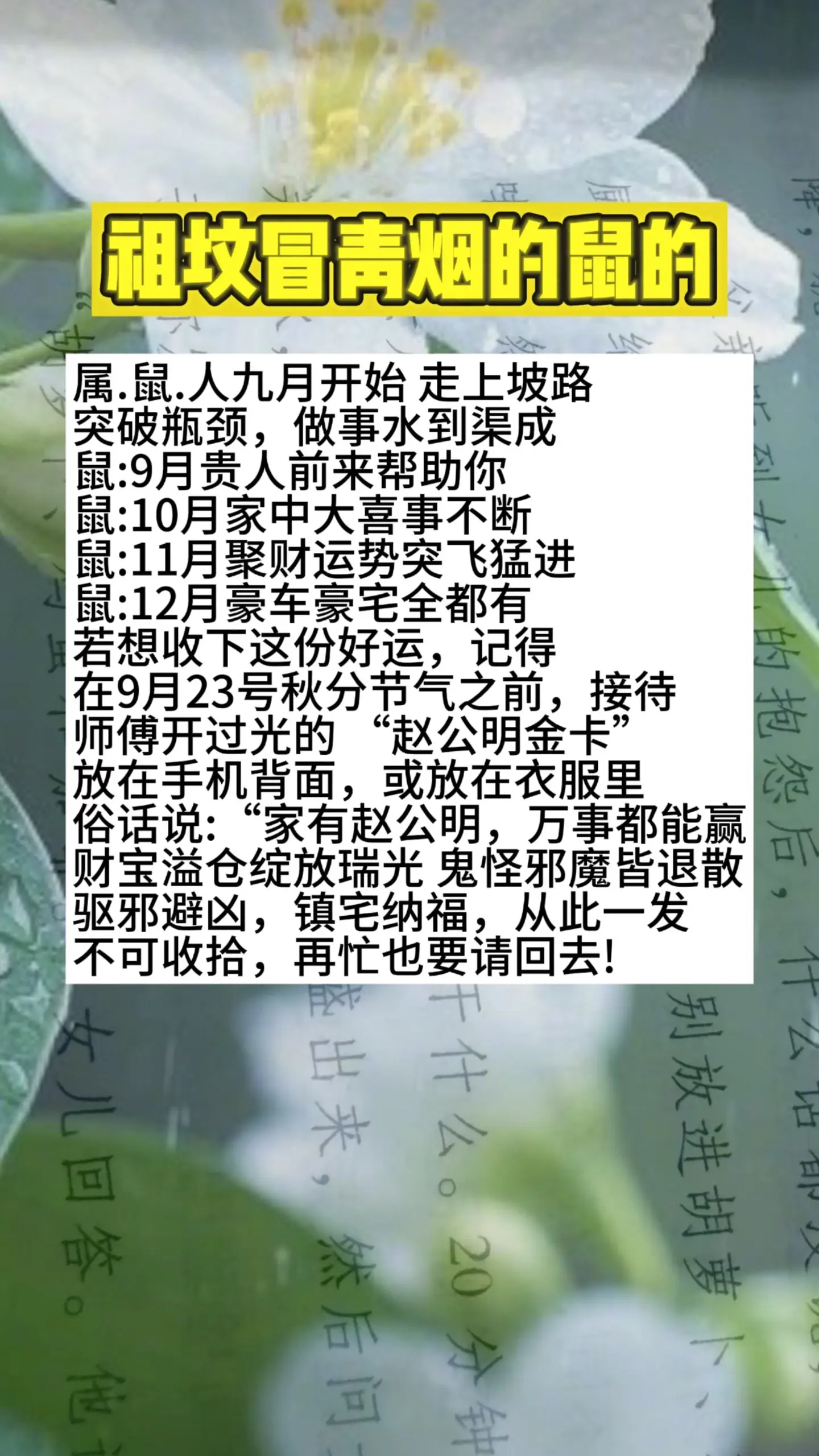 1972年的鼠 1984年老鼠 1996鼠 属鼠的人 生肖鼠