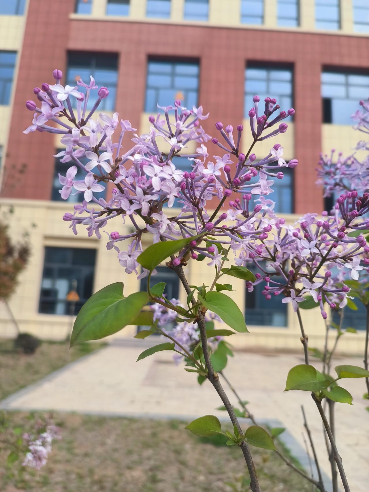 学校餐厅西侧有两株丁香，一人多高，开出了紫色的花，香味浓郁。

紫色的花比较少，