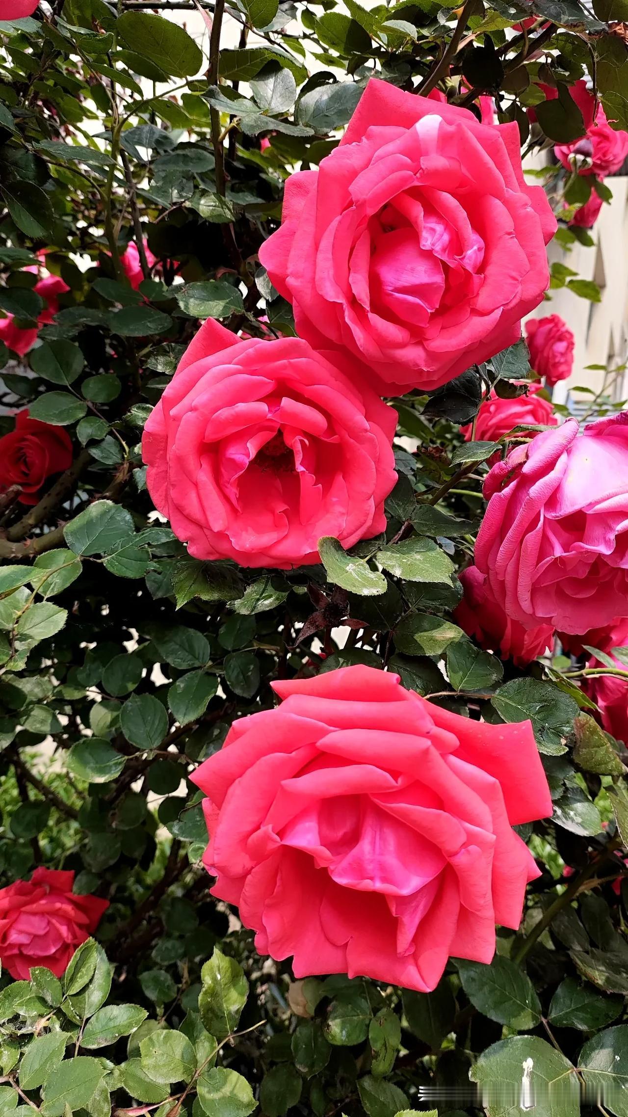 粉嫩玫瑰绽放，春日花园的浪漫气息扑面而来！🌹🌸