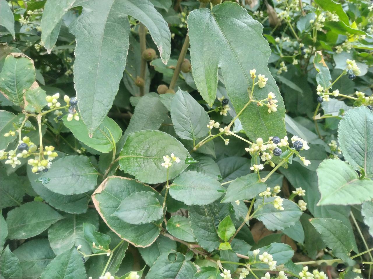 这是火炭母（Persicaria chinensis），也叫火炭藤、赤地利等，是