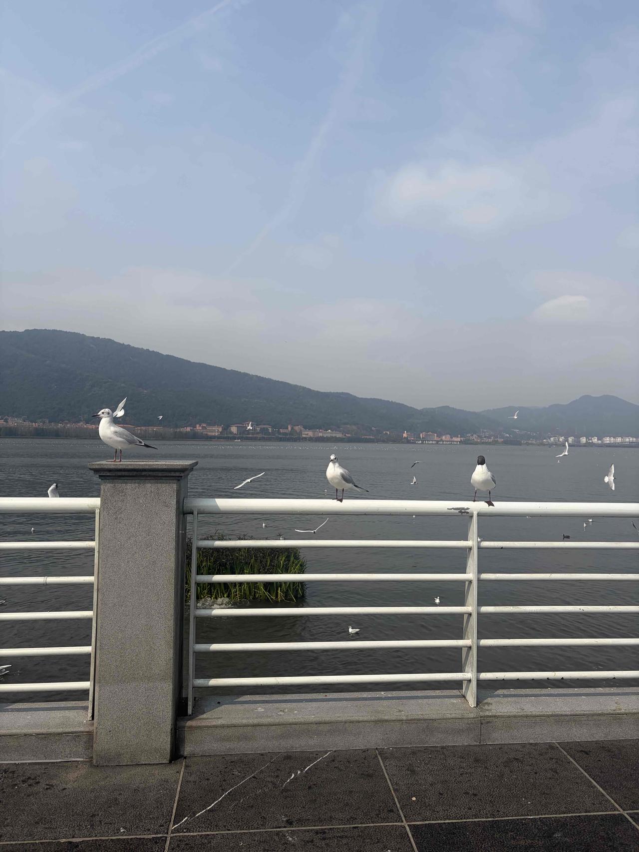 能分享一下你相册里的风景照片吗滇池，海鸥特别多的地方，也特别治愈，人一定要出去看
