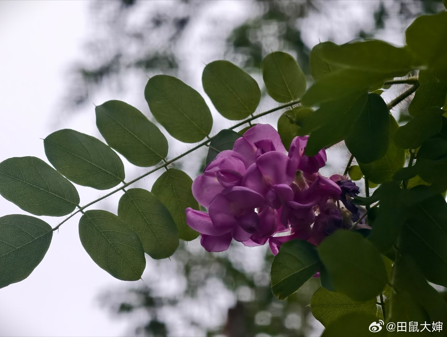 每天都有一个新的早晨，应该值得赞美。丫头说，妈你骑我的小电驴吧，我走着去！我说好