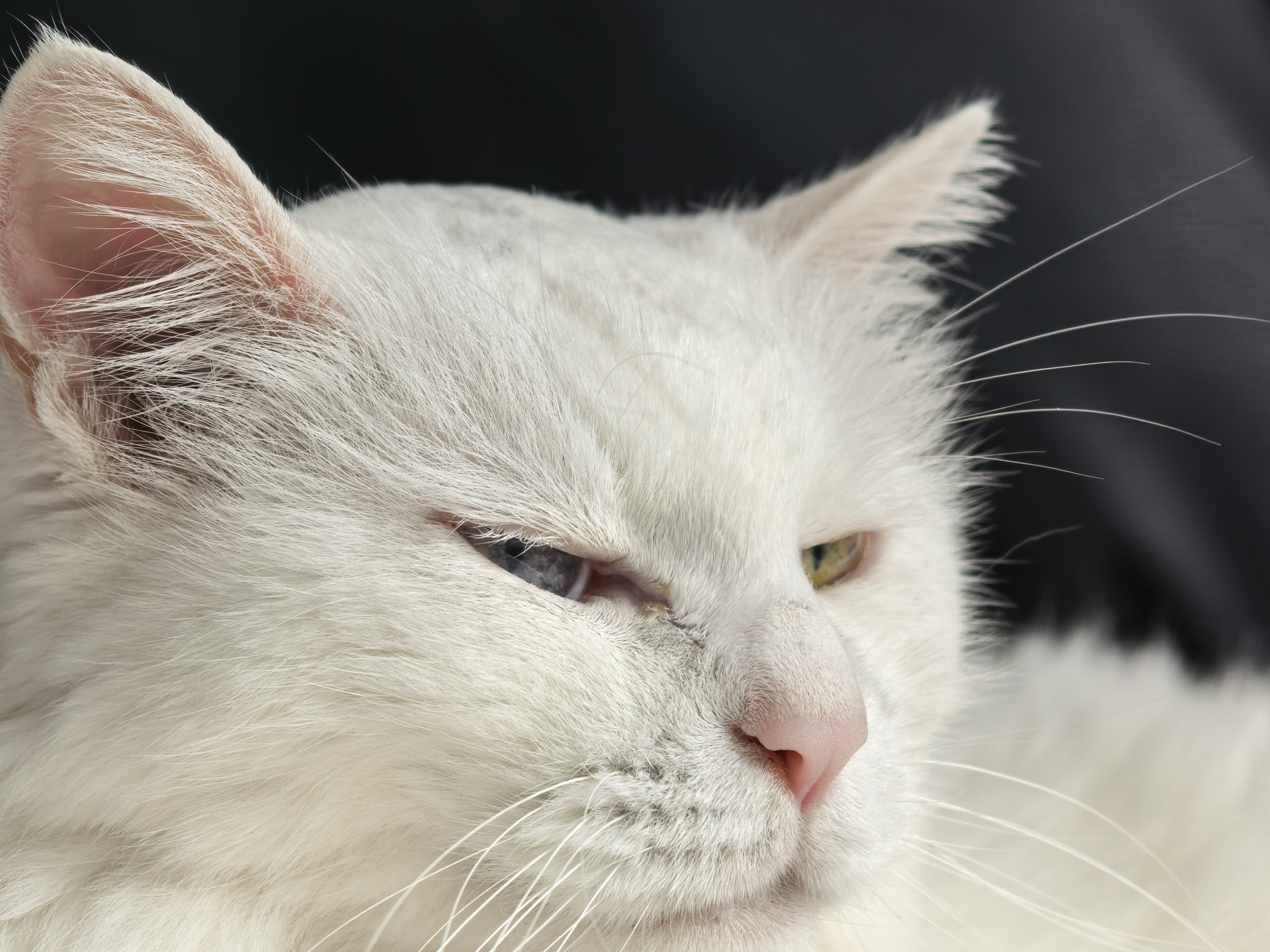 尝试靠近小猫，并如愿得到了小猫的嫌弃[抱一抱] ​​​