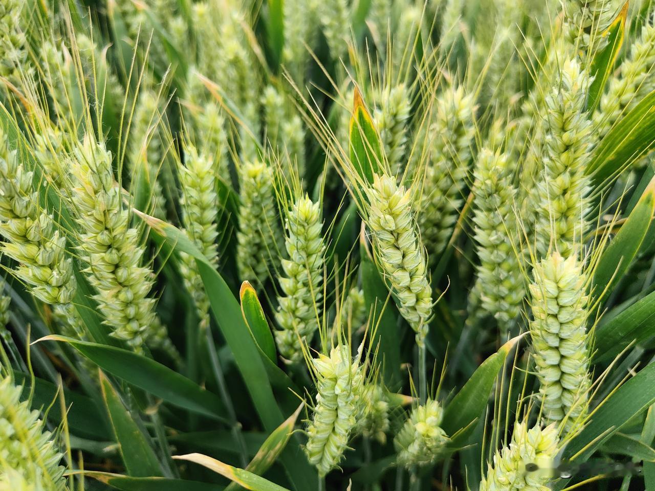 玉米一年中,哪个月最容易涨价?玉米价格受市场供应量的影响。不同时期，供应量不同，