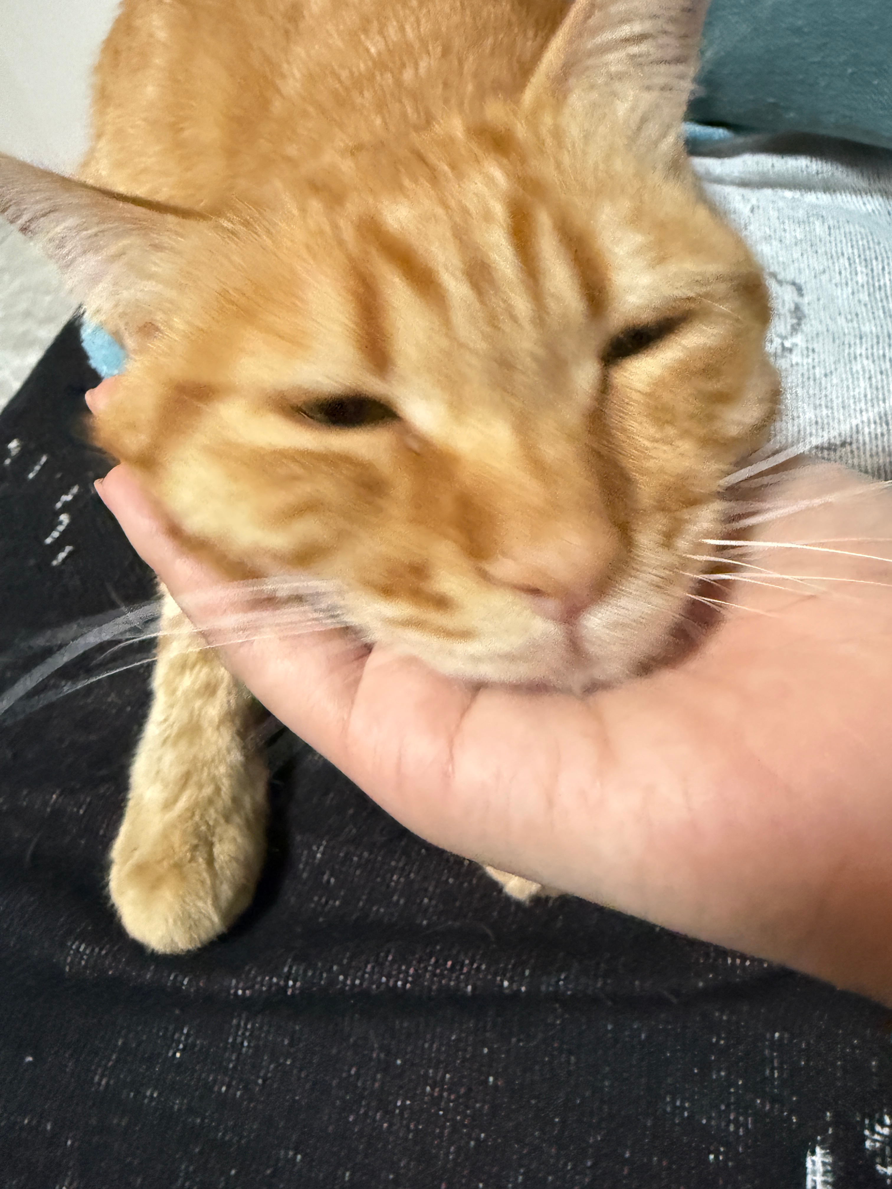来看望小金豆了！我跟小橘猫真有缘分不过话说这么乖的宝宝咋就被人弃养了！人坏猫好！