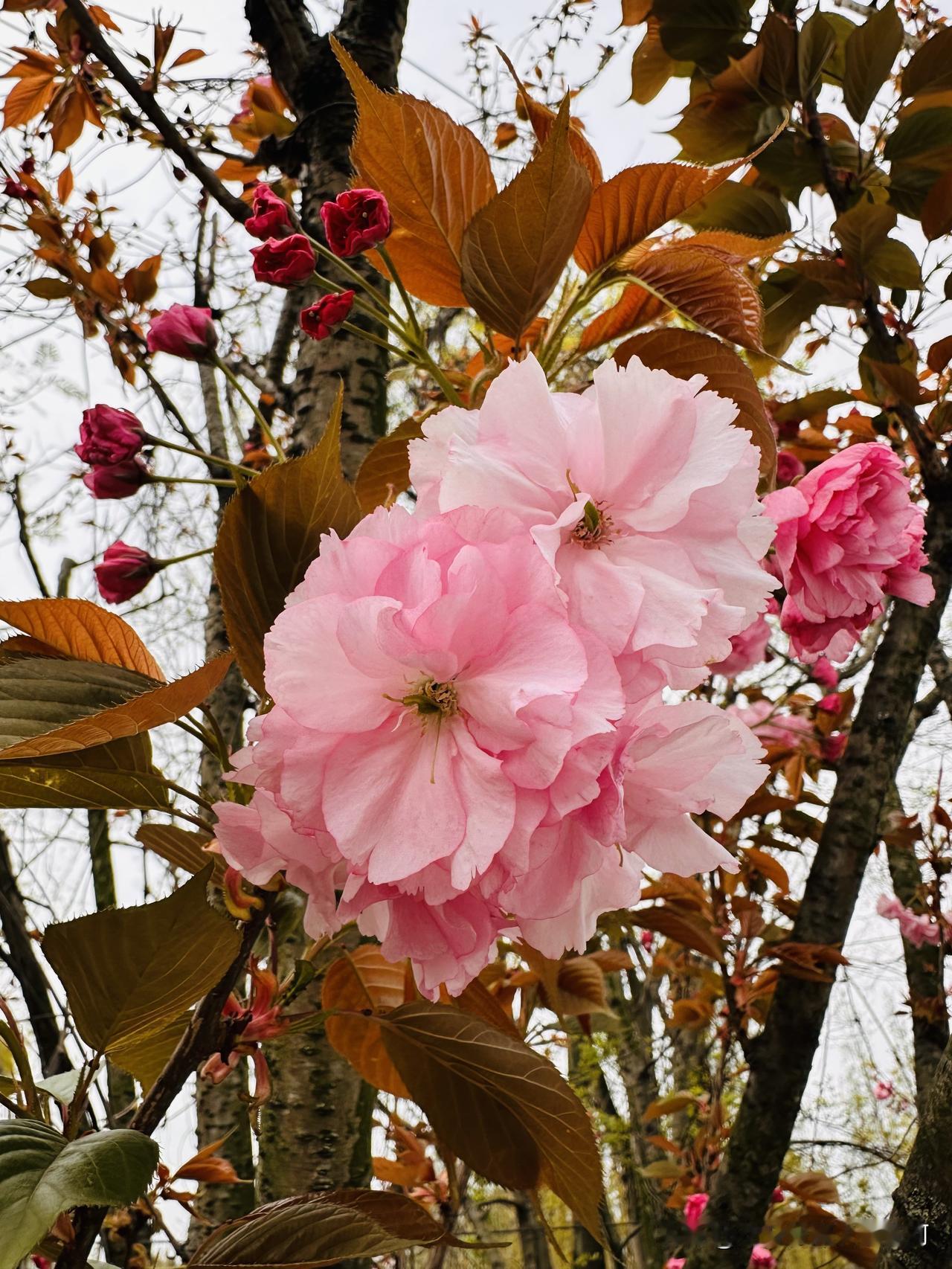 成都的路边，除了油菜花多，剩下就是桃花多了，春天的气息让这些花朵衬托的足够浓郁！