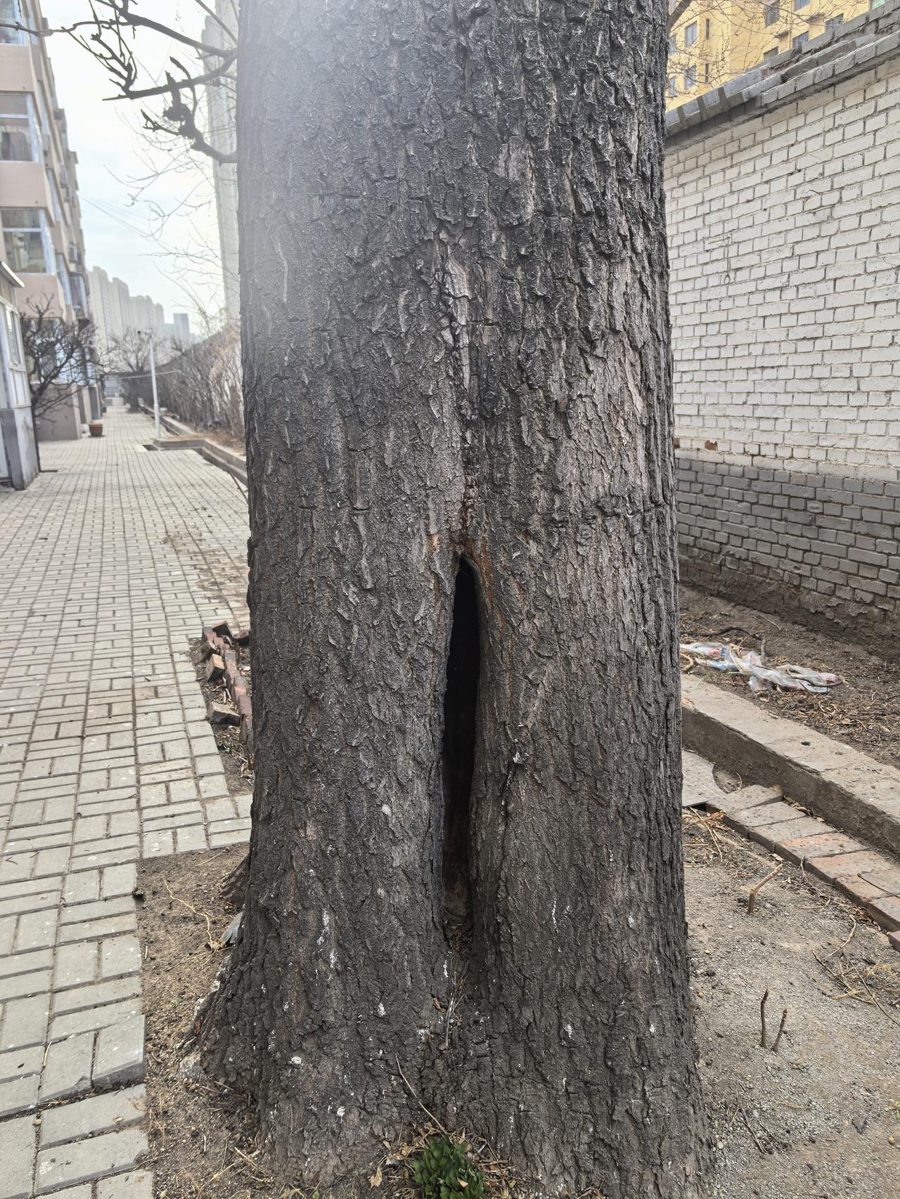 我相册里有张居民小区大树的照片。这棵树特别粗壮，估计得两个人才能合抱过来。它枝繁