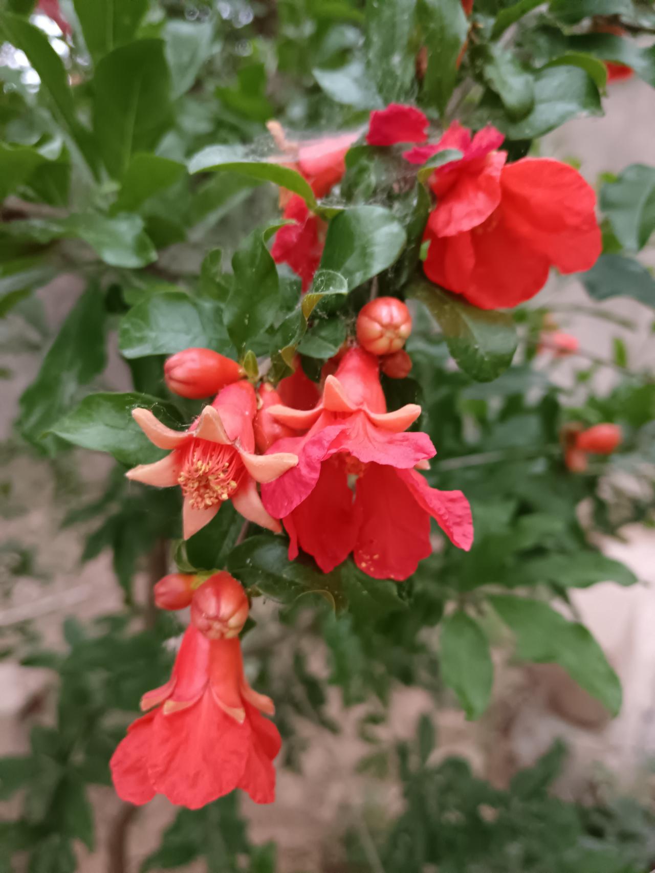 榴花次第记流年
 
初夏庭前榴树繁，青枝叠翠掩阑干。
灼灼丹朵燃晴日，点点新苞缀