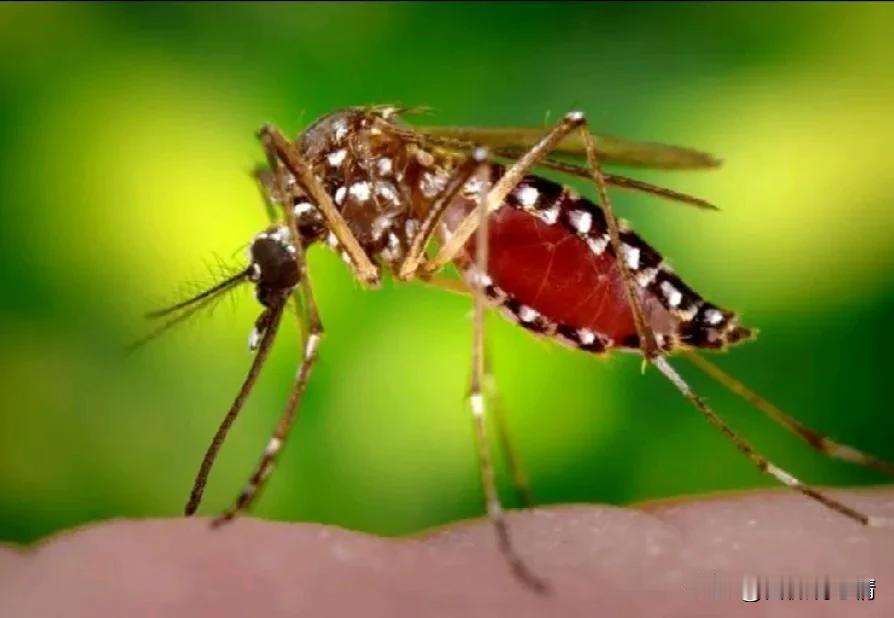 放过蚊子，放过自己

昨天晚上我刚刚睡着就感到一阵奇痒，脚踝那里肯定是被蚊子咬了