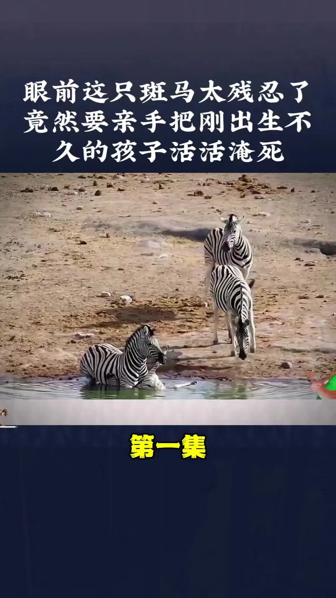 动物世界 动物解说 内容启发搜索