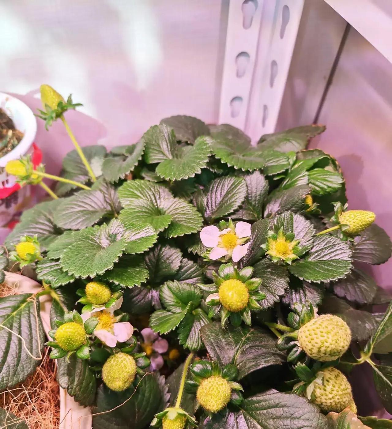 北京一位阿姨在家阳台上种的草莓突然火了，一盆居然挂了上百个果子，有的红彤彤快熟了