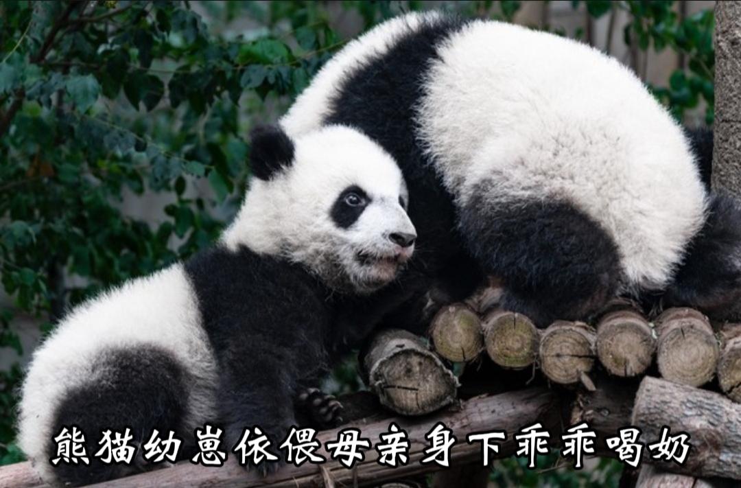 萌翻全场！重庆动物园熊猫莽小五蹲坐着喝奶，呆萌模样逗乐围观游客，吃饱之后还贴心亲
