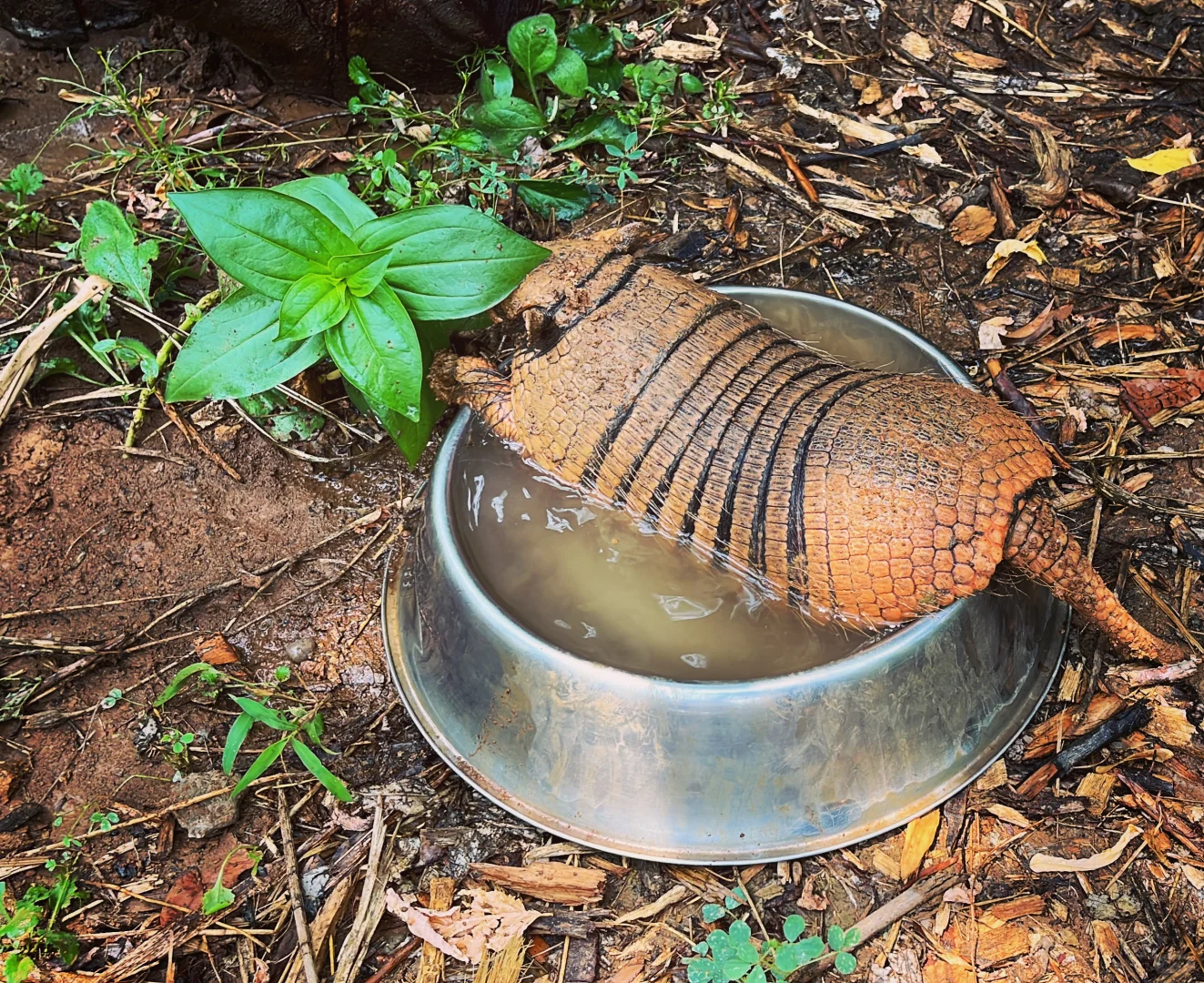 犰狳泡水