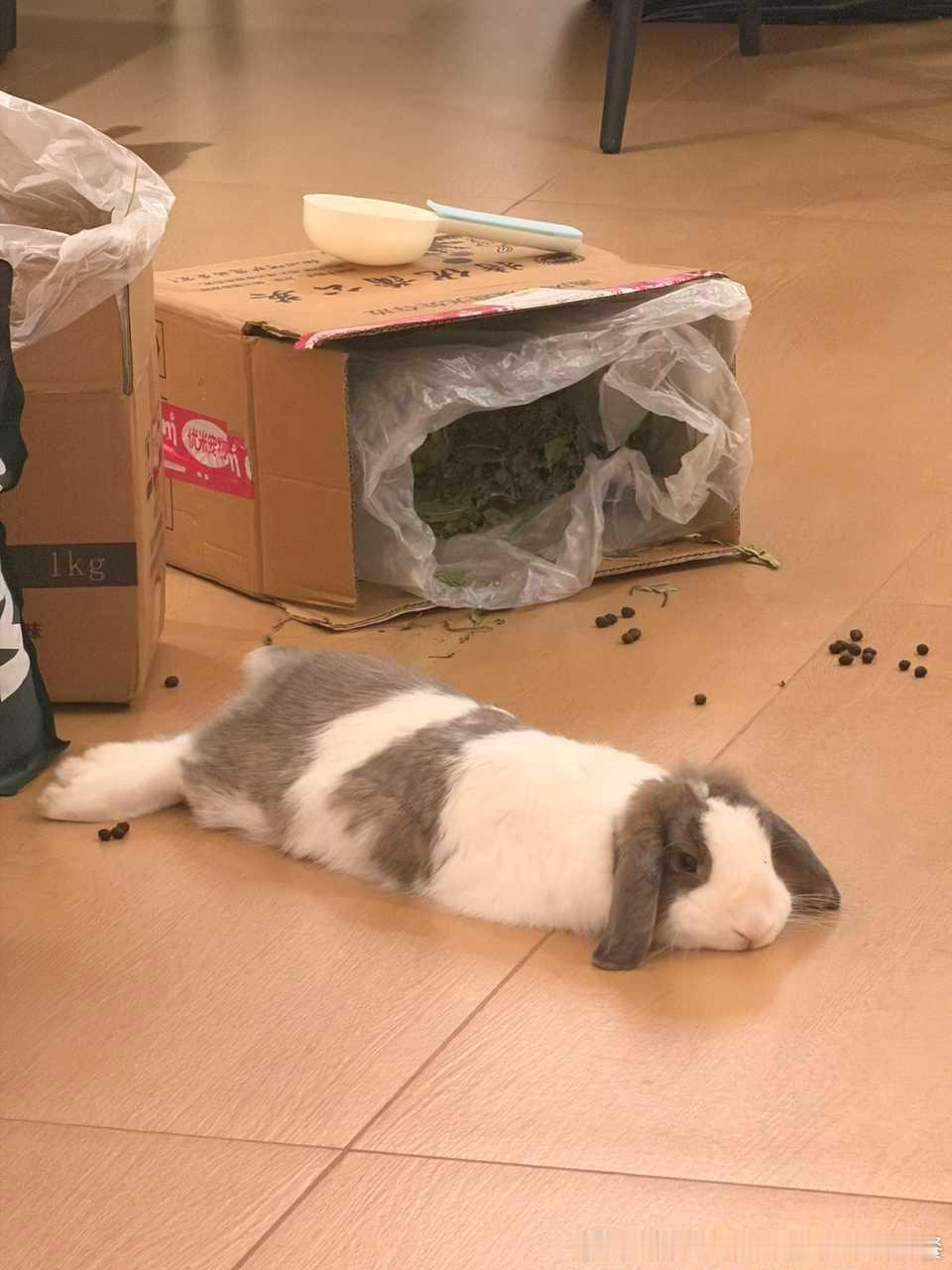 14190🐇【人赃并获】兔偷吃晕碳被人类发现 