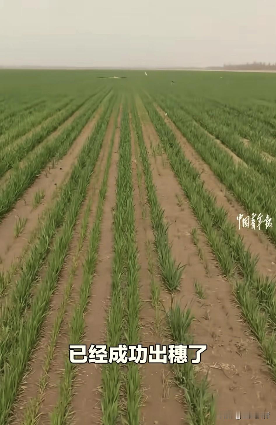 沙漠变良田！在如今的动荡世界里，要想生存的好，就是一句话手中有粮心中不慌。
根据