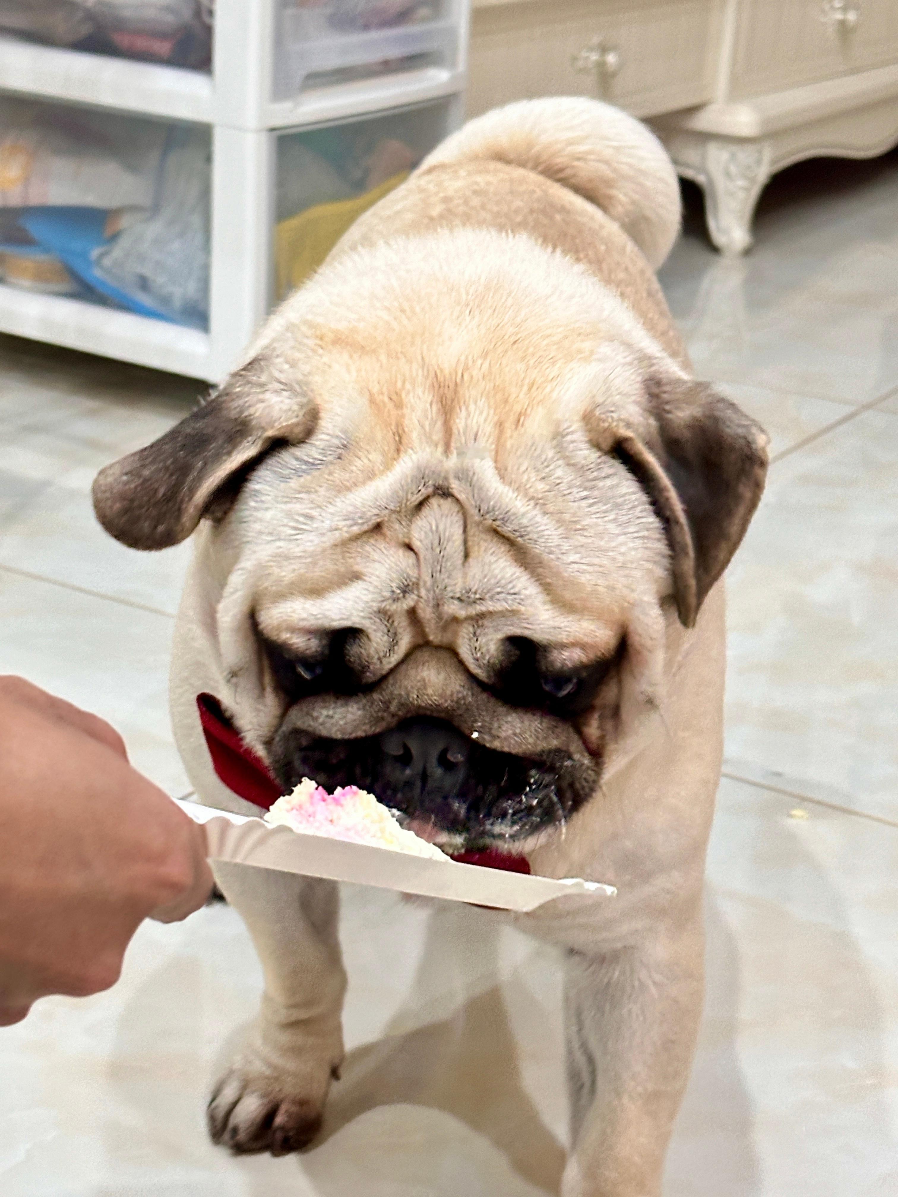 真的好爱我的狗狗🐶巴哥就是坠可爱滴小狗狗！！巴门[舔屏][舔屏] ​​​