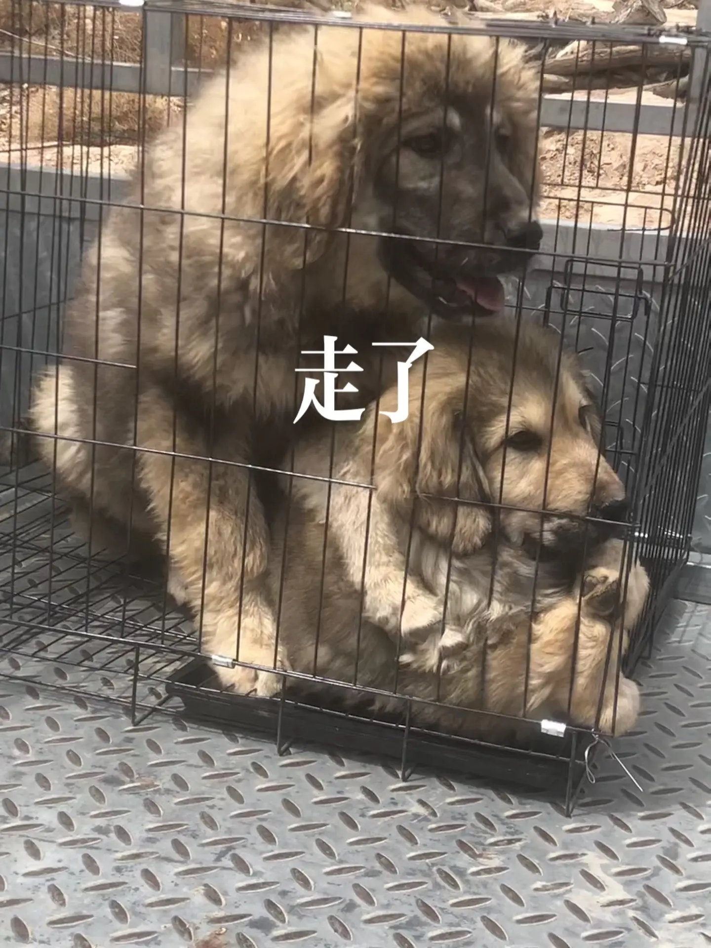 两只小公獒被玩家提走了。希望小家伙獒生幸福🙏！