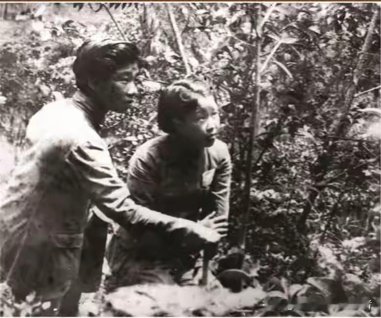 1941年的皖南茂林，硝烟笼罩整片山野。年仅二十岁的周临冰，孤身一人流落敌占区域