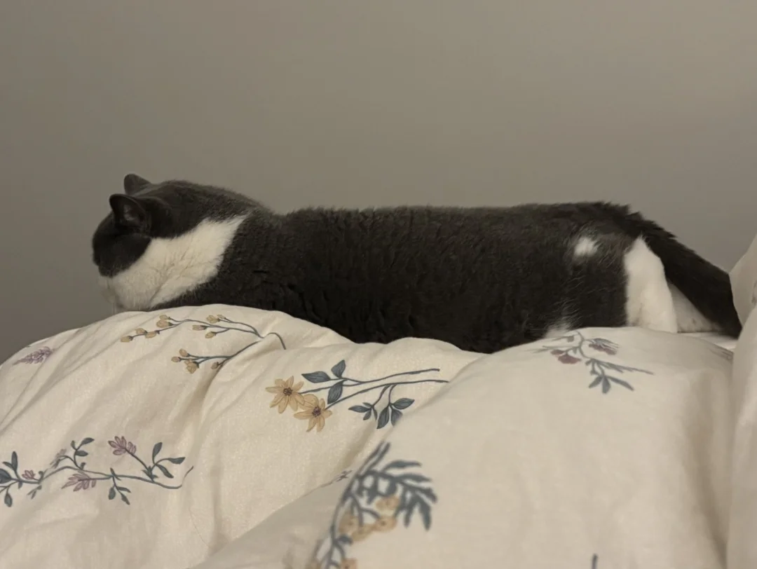 猫仔是一位顶级的禅修者