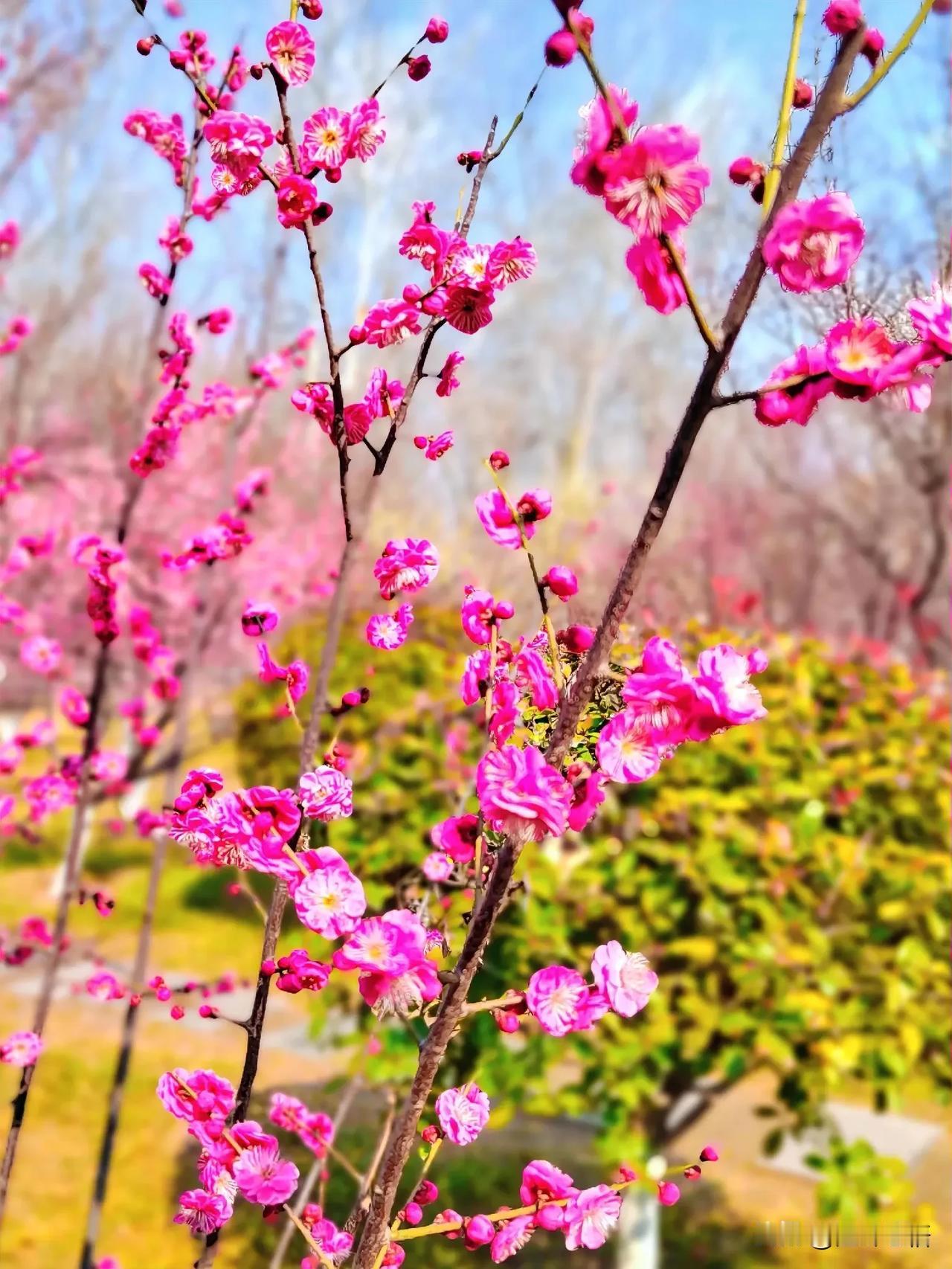 春日繁花似锦，梅花盛开如画。