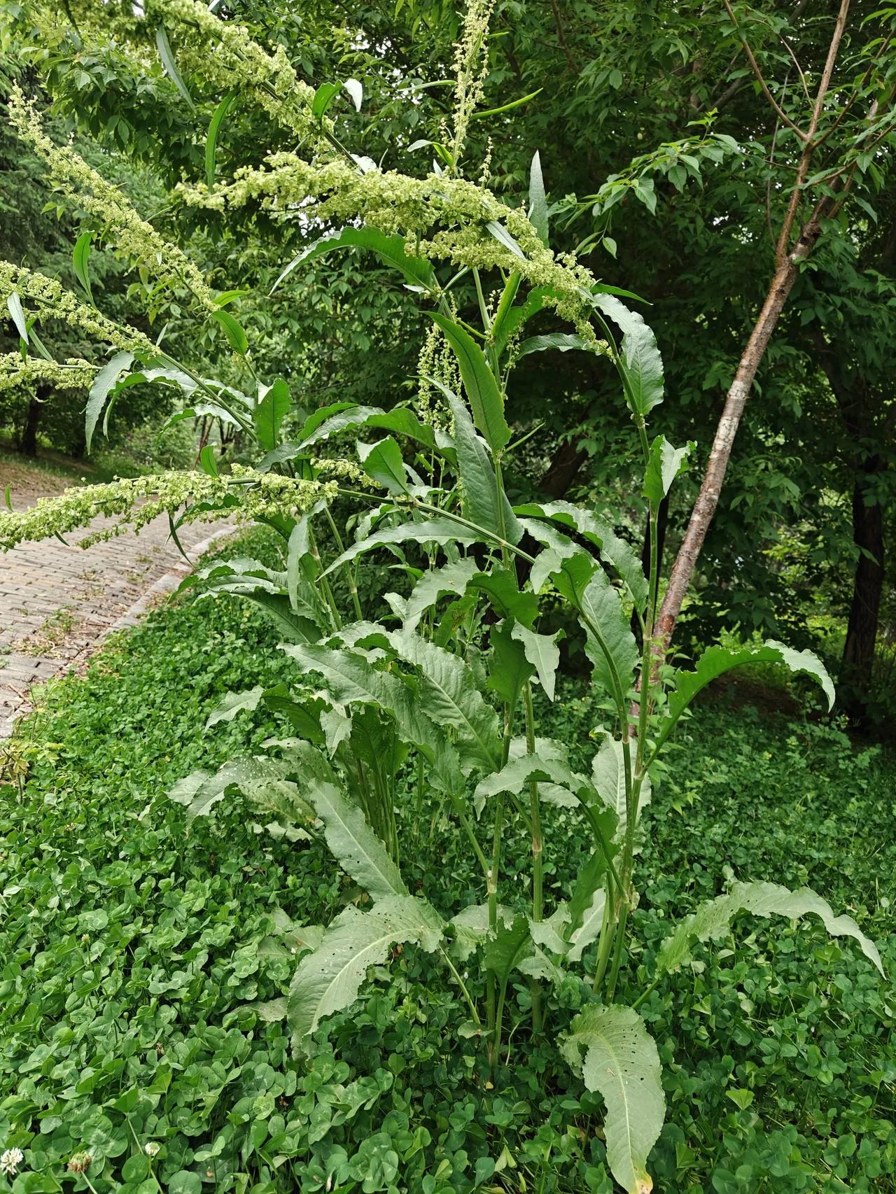 朋友到我家来，拿了几个苹果，过后一尝，啥味啊，像是蚕蛹地味道，又像是一股药味。