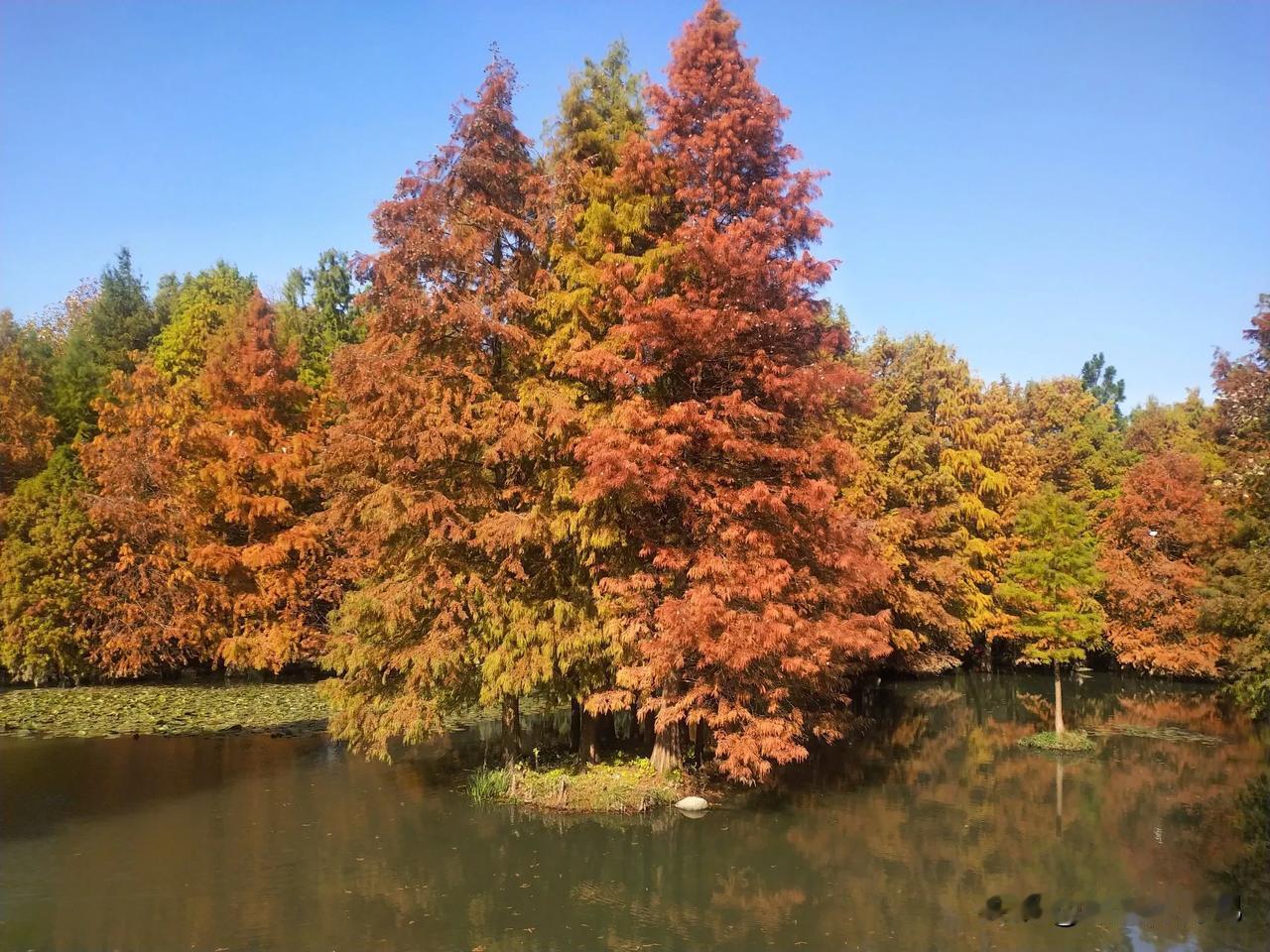 赏秋，风景怎么样？