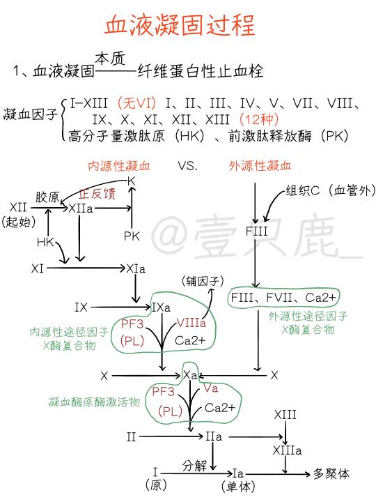 医学生笔记📝｜血液凝固过程