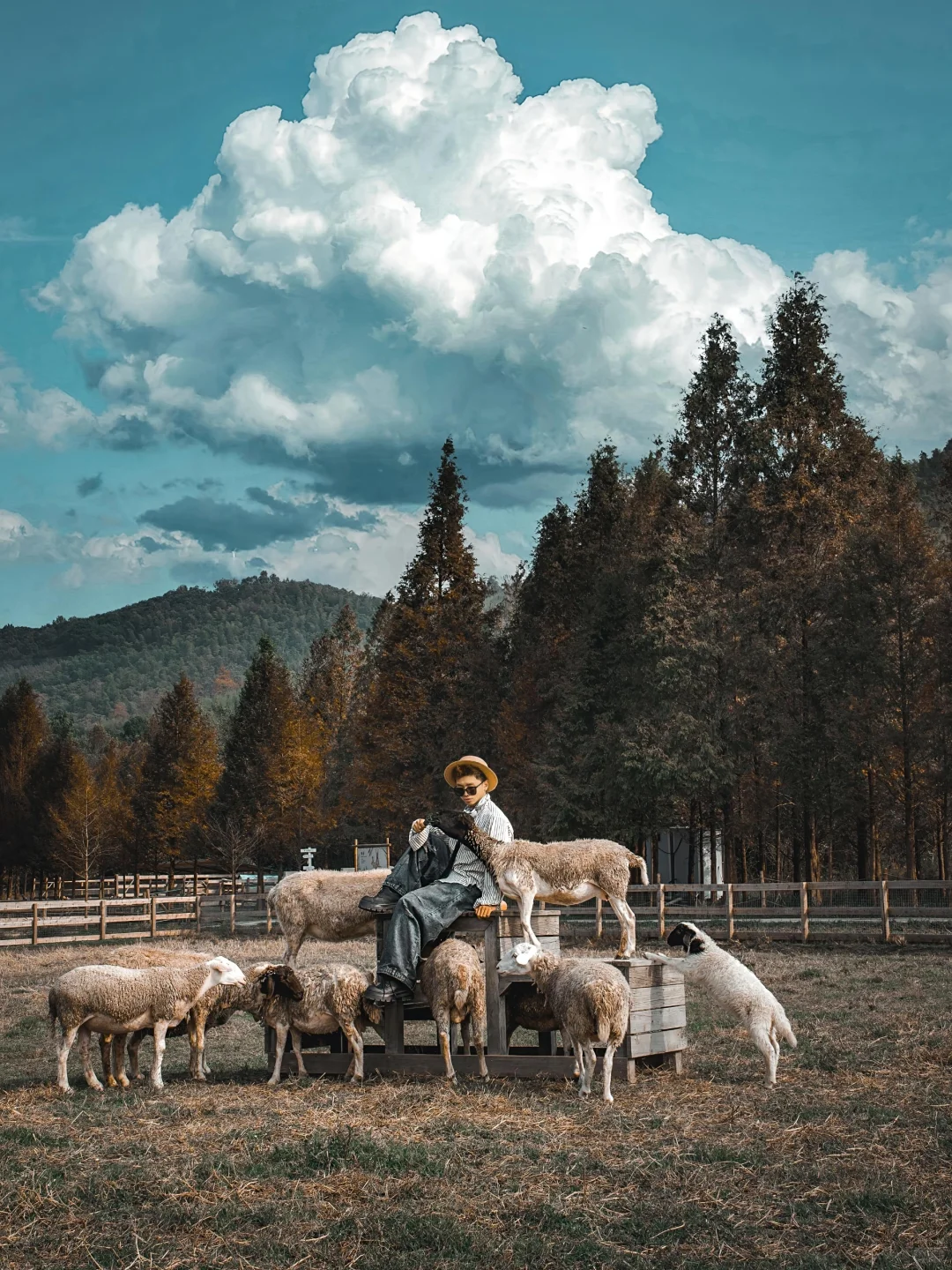 不是新疆🐏这是属于浙江自己的阿勒泰🌲