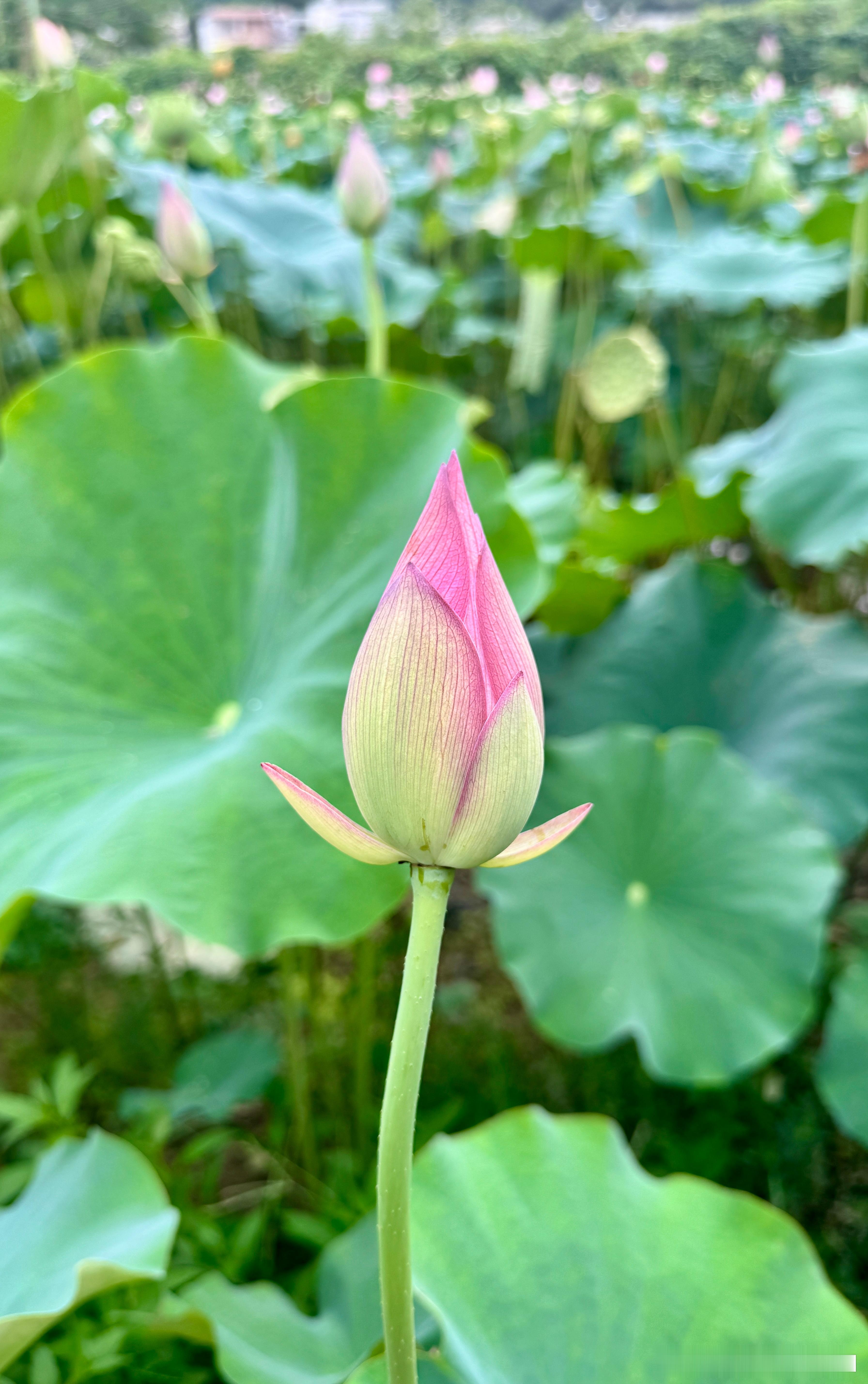 生活手记人生不能一味地求速成，所谓“饭未煮熟，不能妄自一开；蛋未孵成，不能妄自一