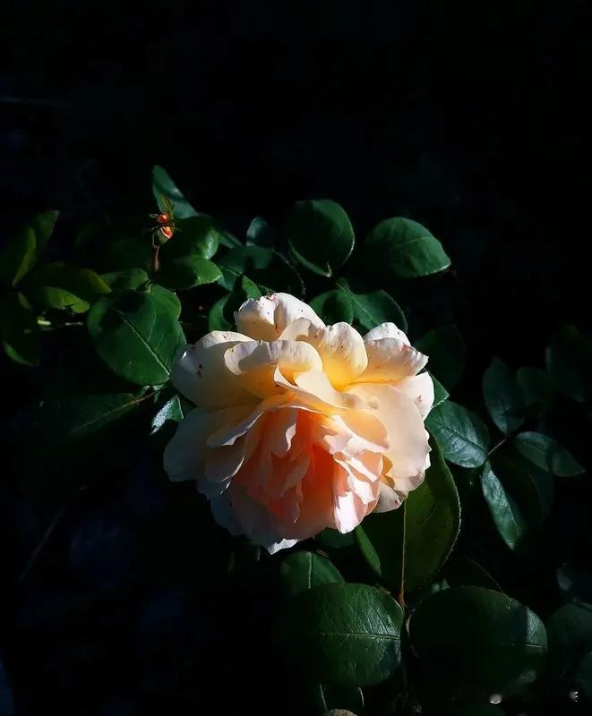 颜值、才华、人品，哪个对女人最重要？这就像一场没有标准答案的考试。
颜值是入场券