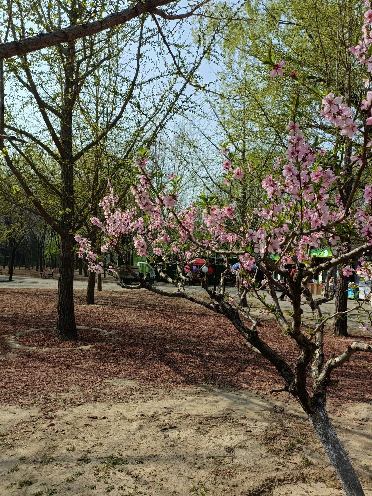 春日生活打卡季春景永远是那么美好，鲜花盛开，湖水静静流淌，让人心情格外安静